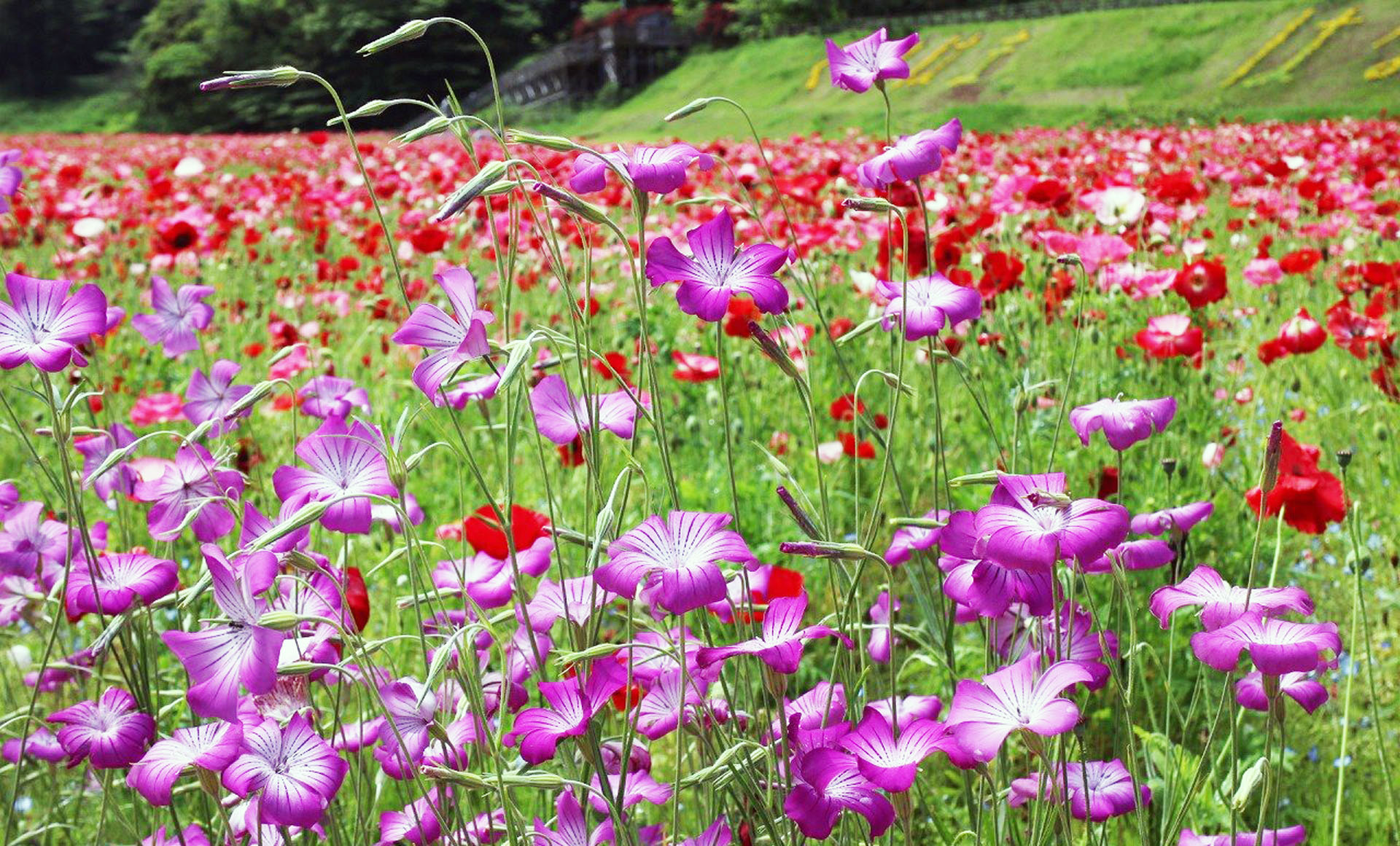 アグロステンマ