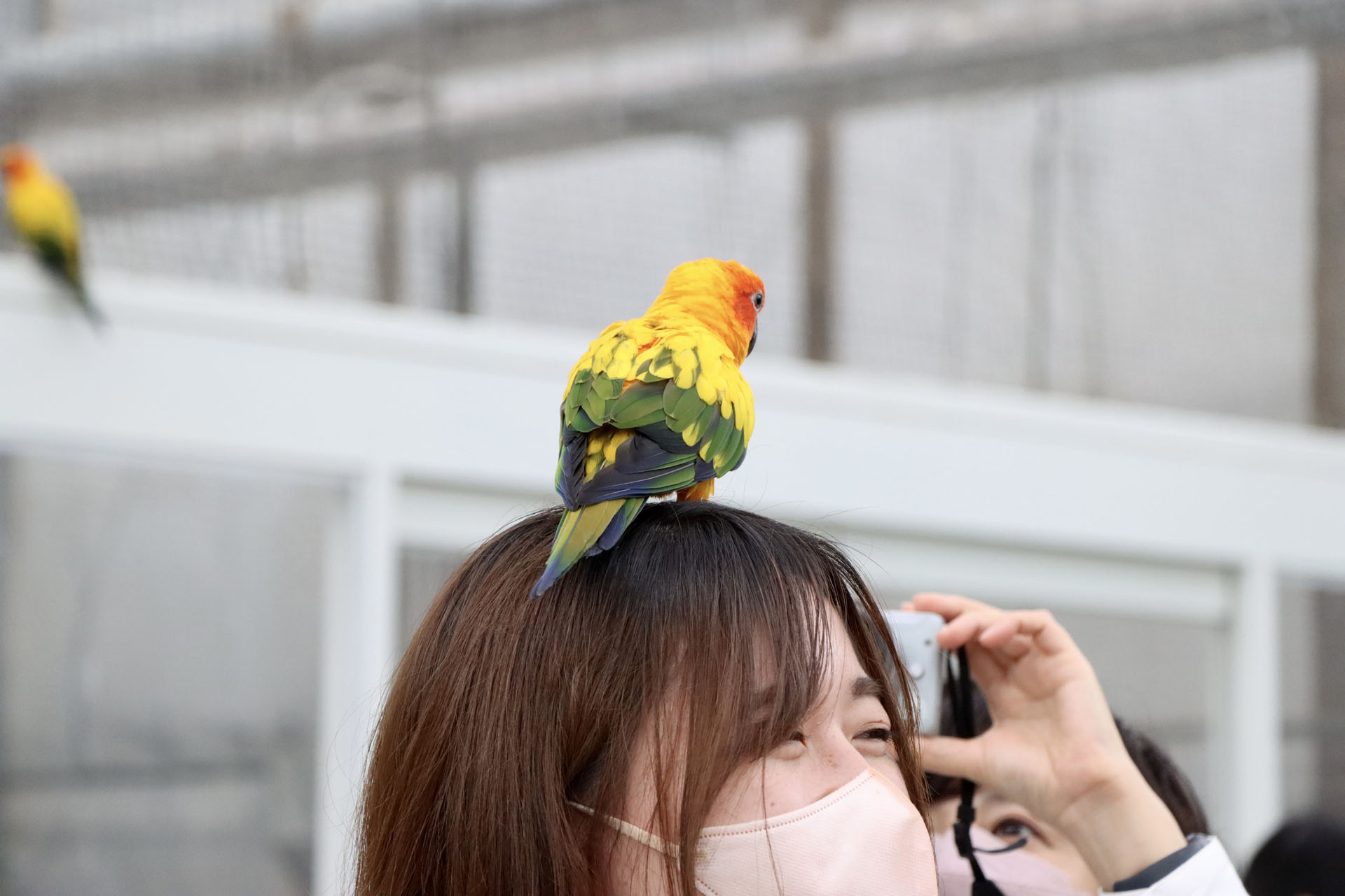 餌を持っていると鳥たちが集まってくる