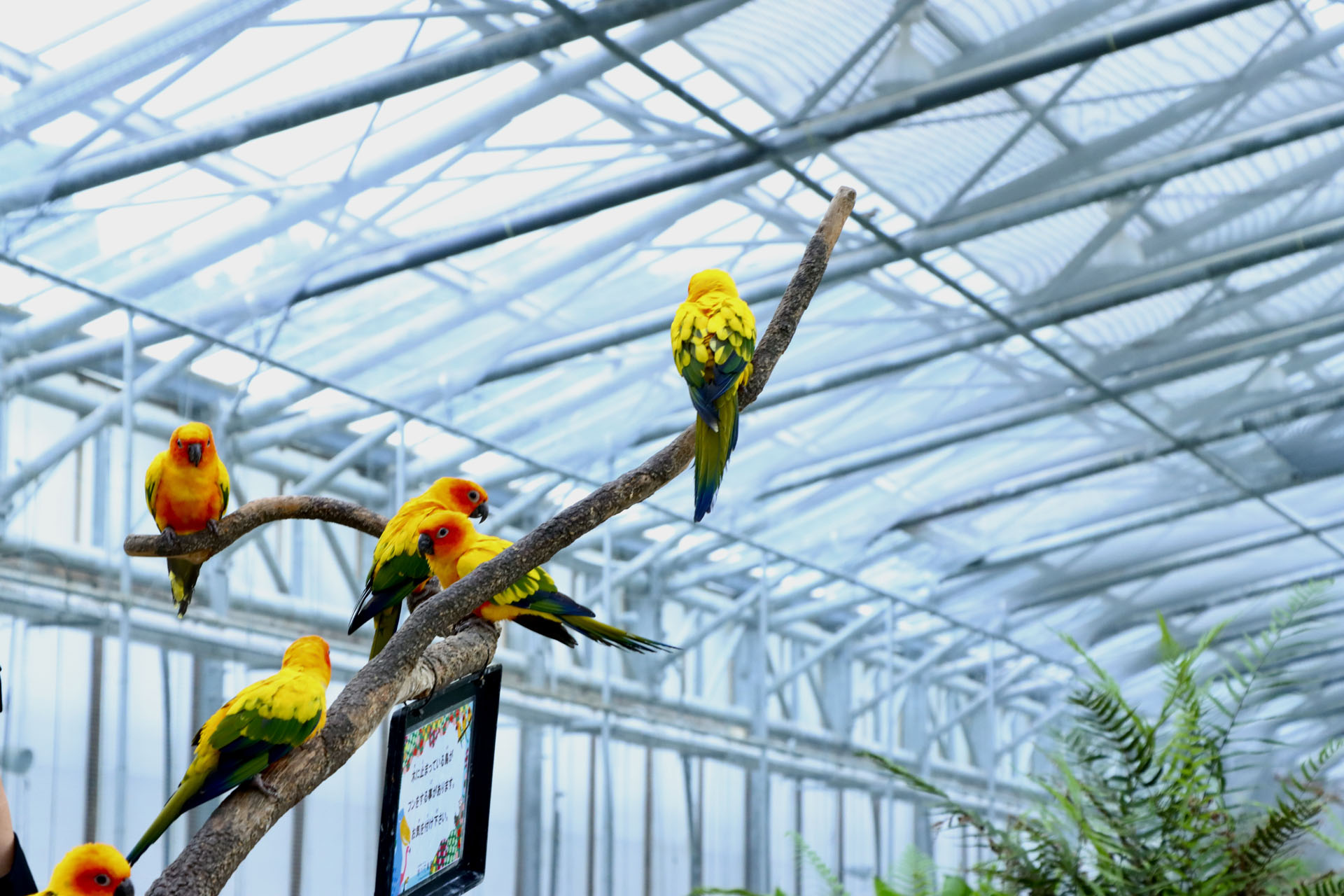 餌を持っていると鳥たちが集まってくる