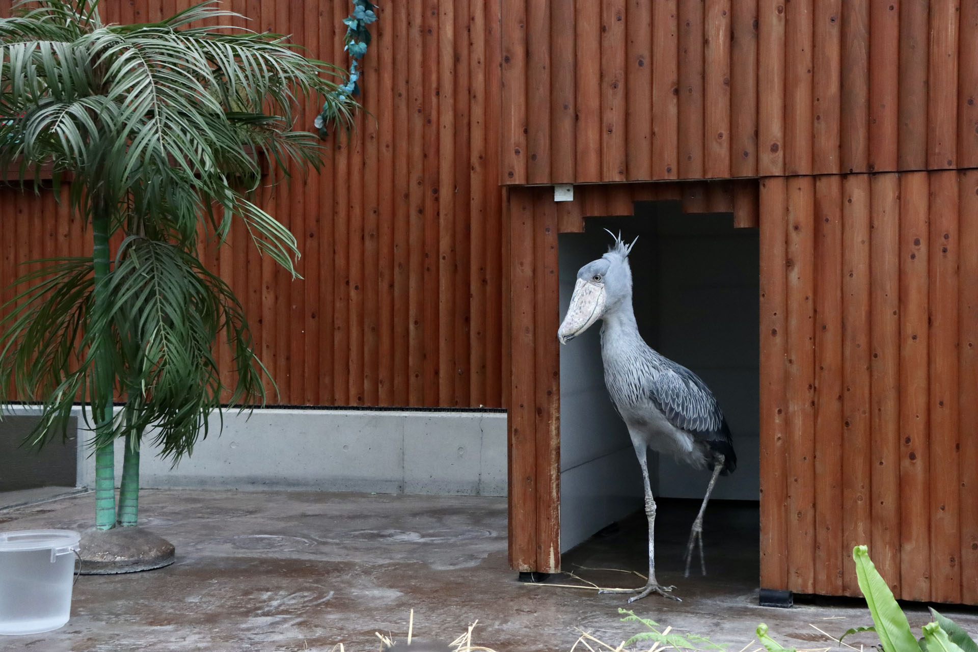 ハシビロコウのふたばちゃん。大好きな飼育員さんにはお辞儀をして餌をおねだりする