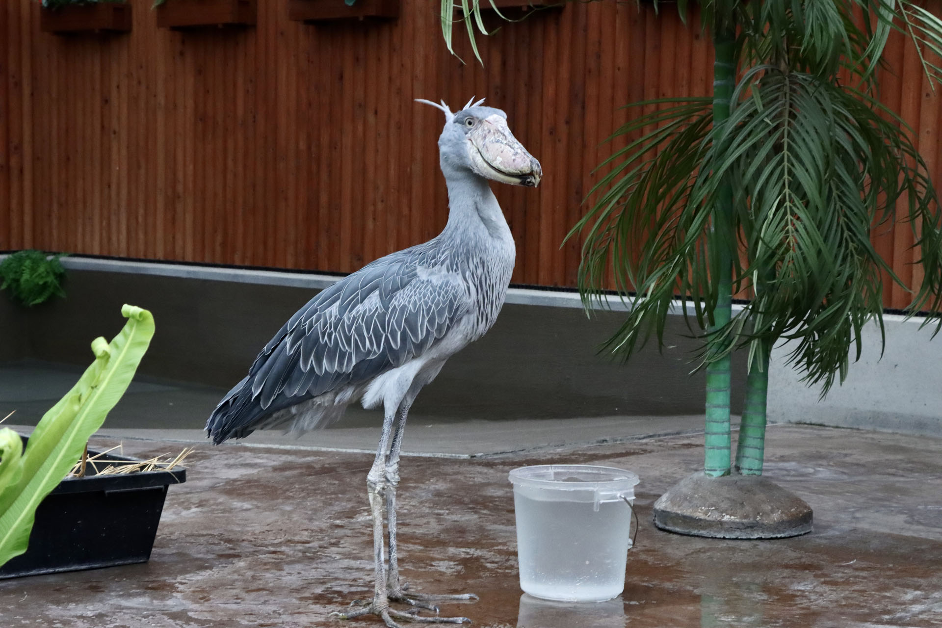 ハシビロコウのふたばちゃん。大好きな飼育員さんにはお辞儀をして餌をおねだりする