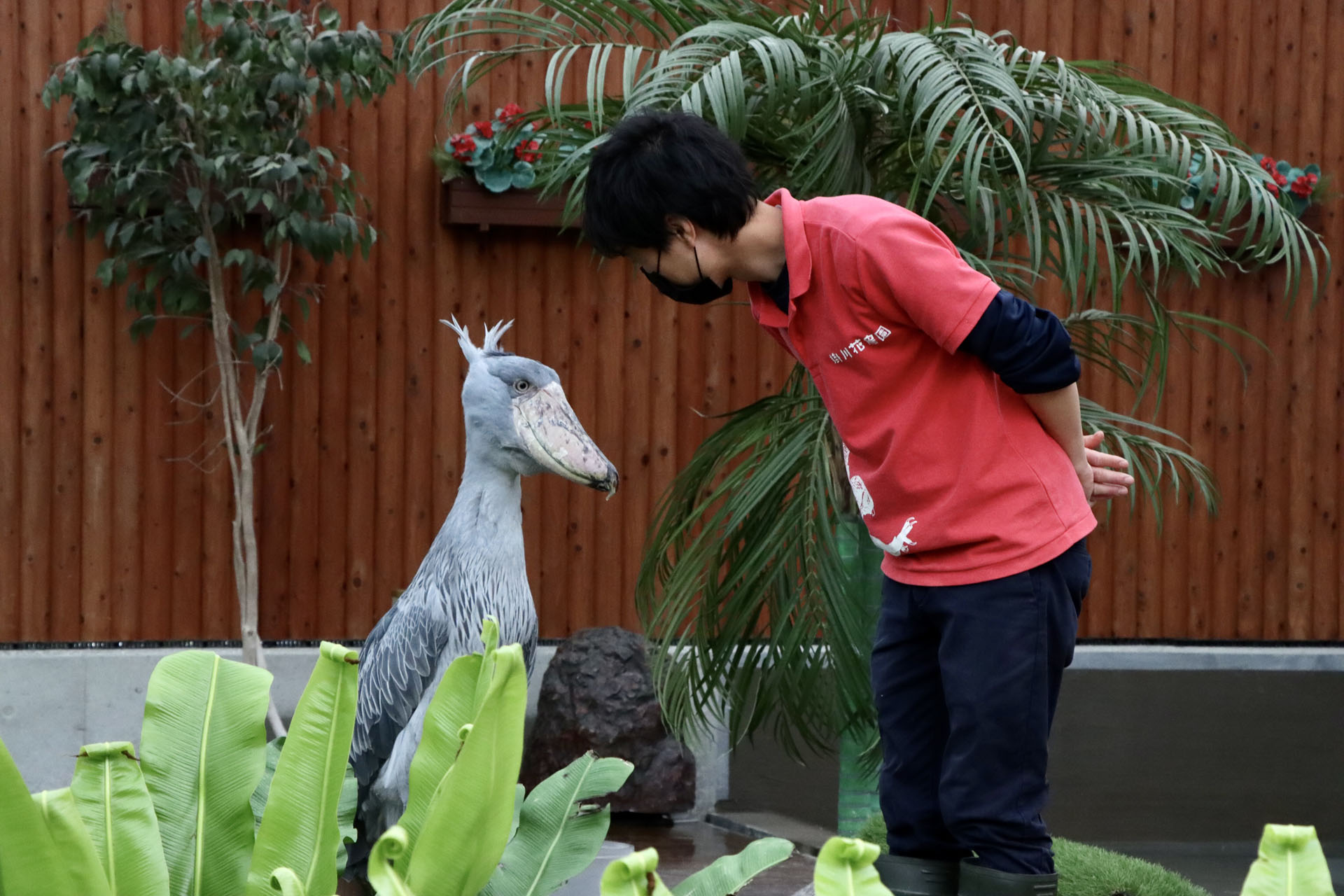 ハシビロコウのふたばちゃん。大好きな飼育員さんにはお辞儀をして餌をおねだりする