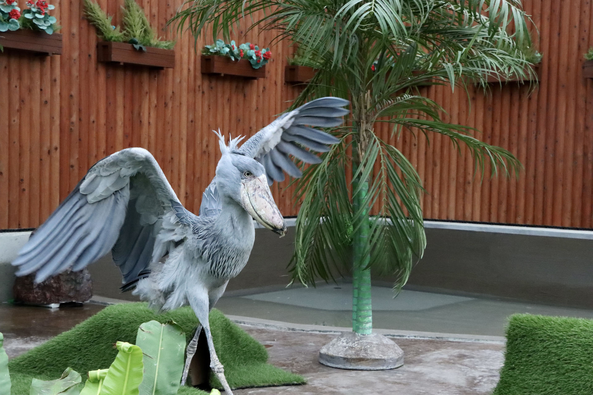 ハシビロコウのふたばちゃん。大好きな飼育員さんにはお辞儀をして餌をおねだりする