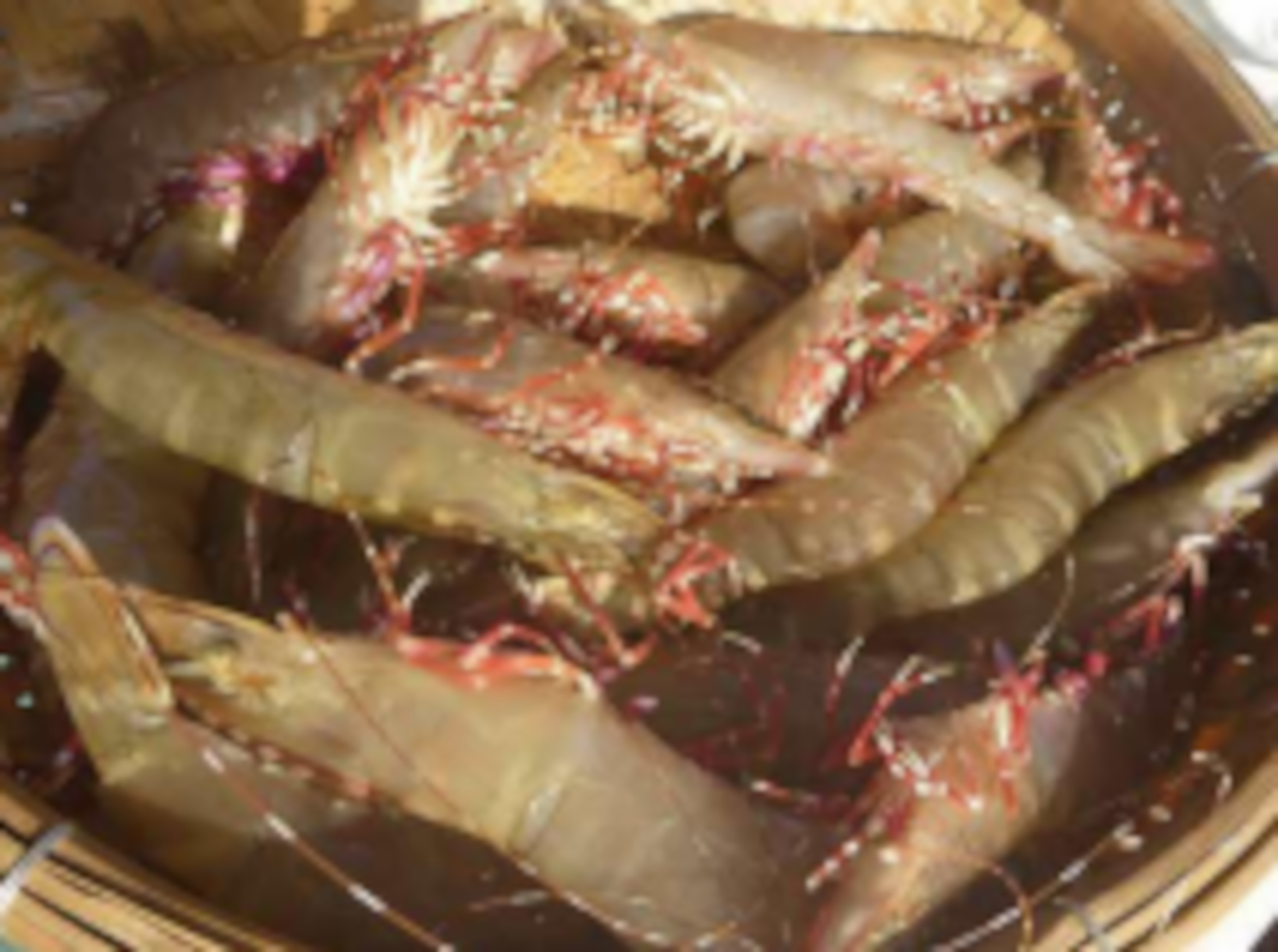 芦北名産「アシアカエビ」