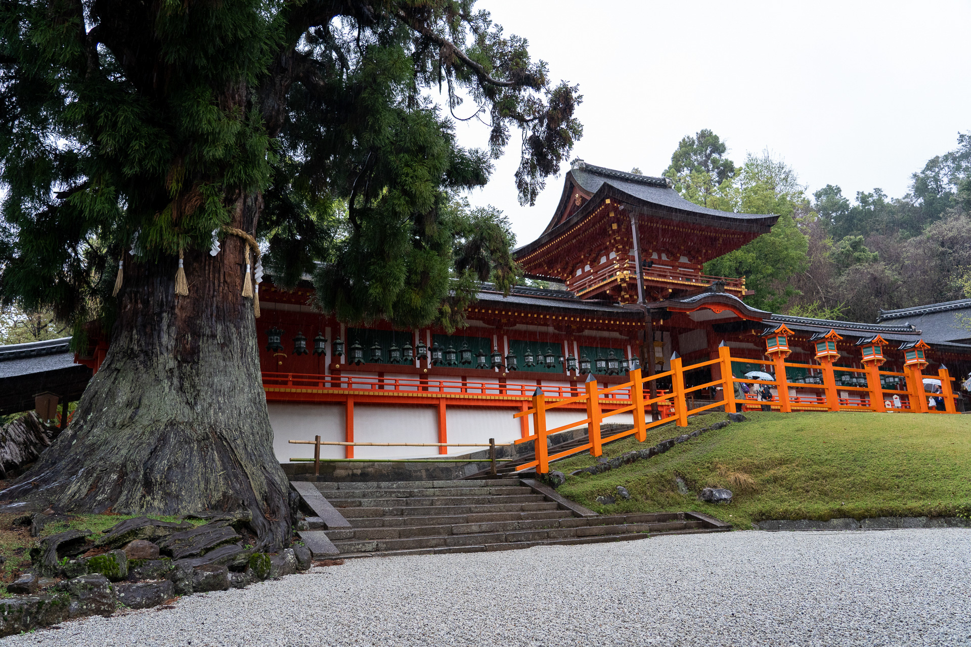 樹齢1000年ともいわれる本社大杉。幹のまわりは約8mあるそう