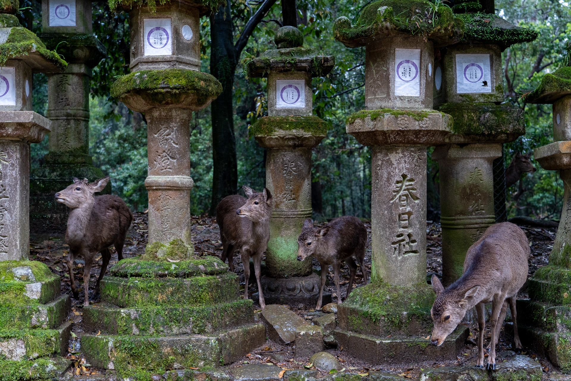 ずらっと並んだ石灯籠から顔を出す鹿たち