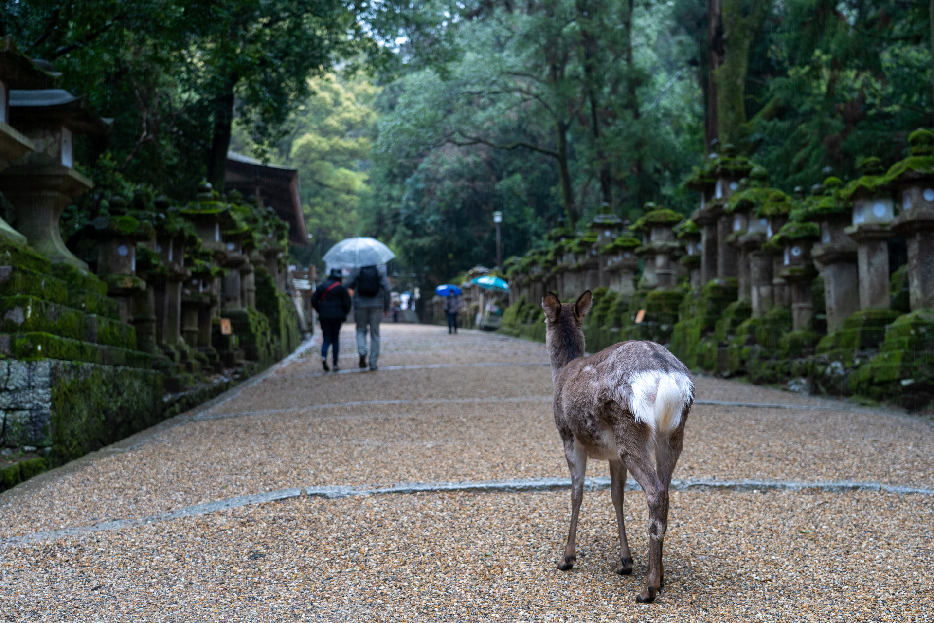 雨に濡れてちょっとかわいそう