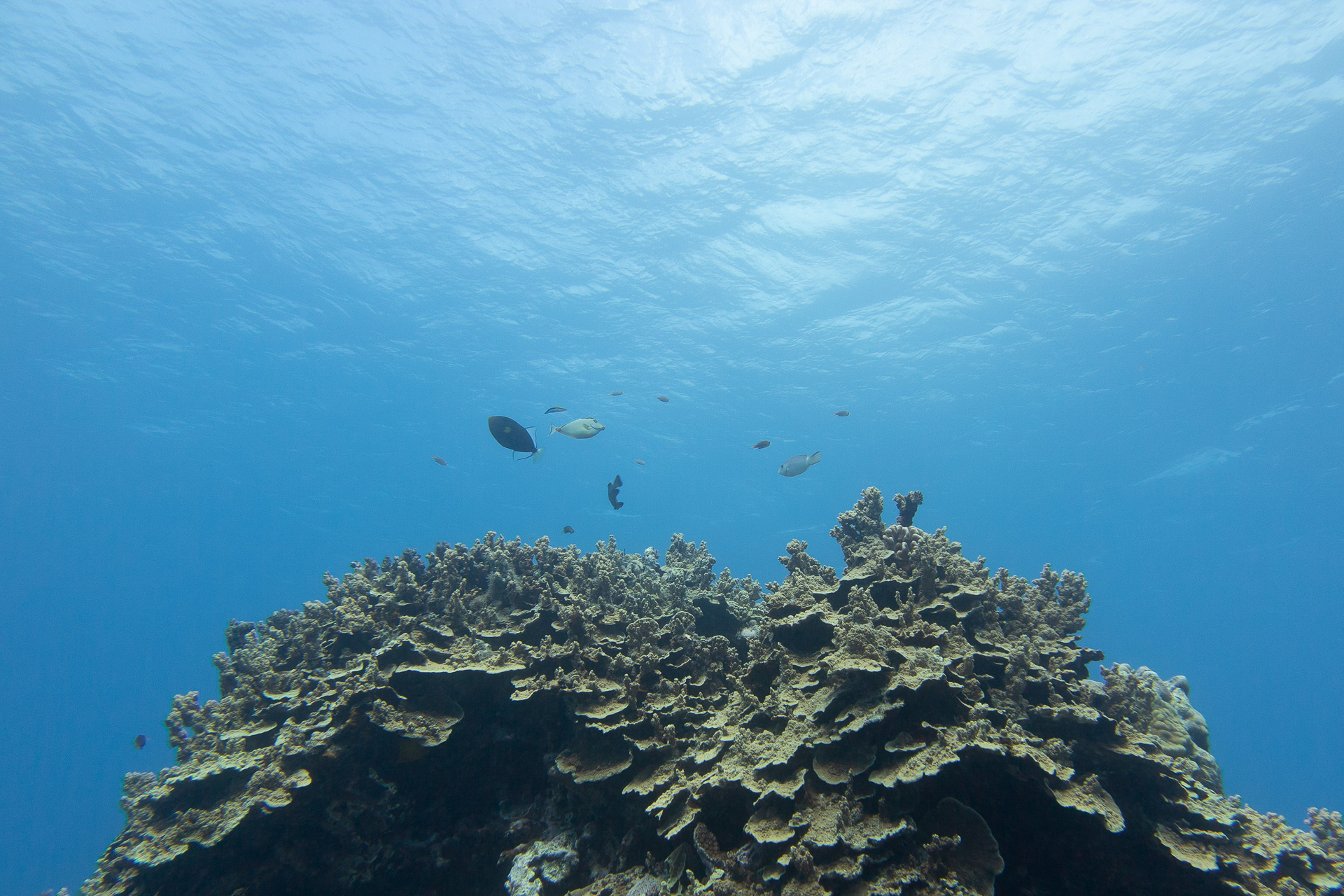 サイパンのアクティビティと言えば何と言ってもダイビング！