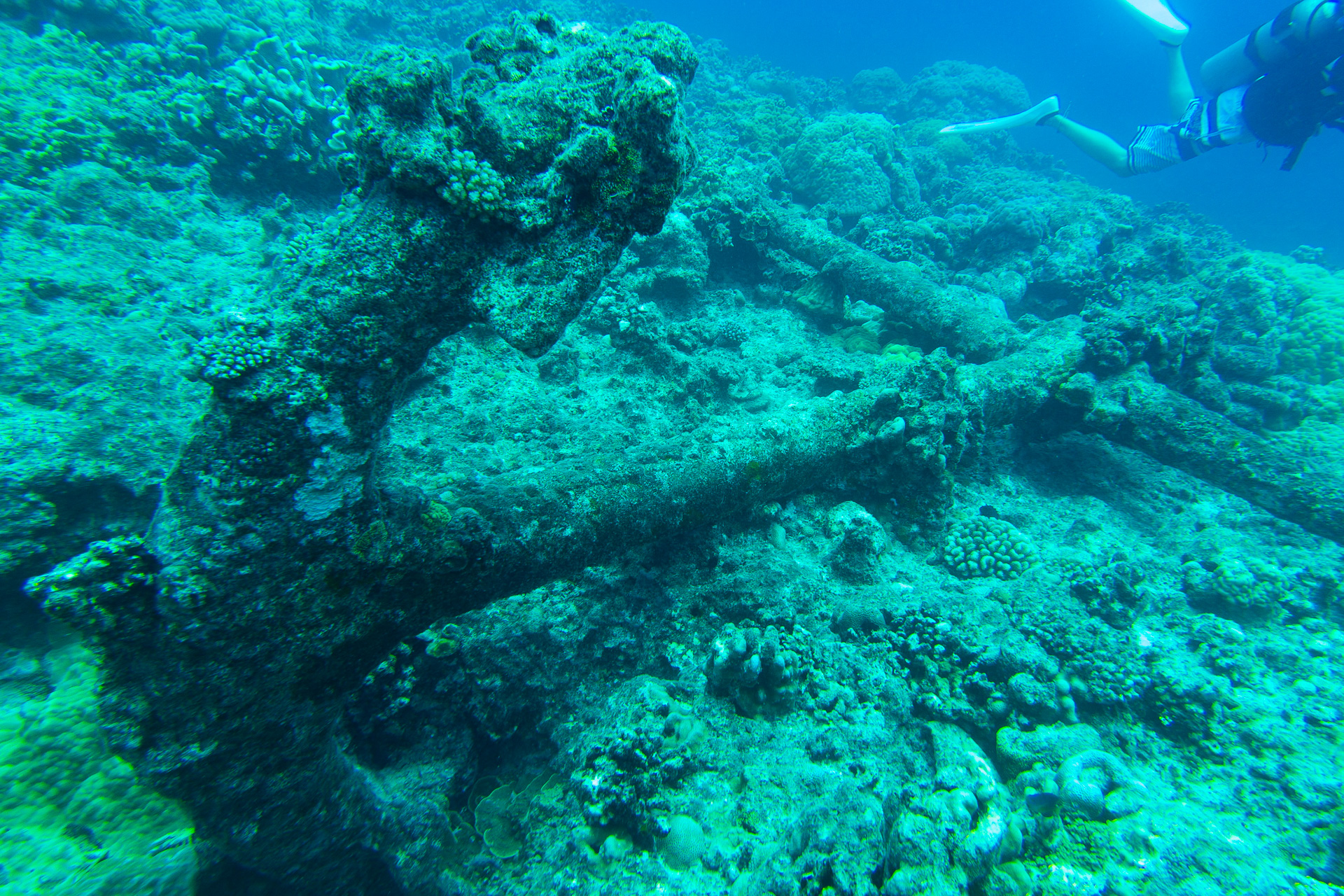 透明度の高い美しい海で南国の魚やカメたちがお出迎え。豊富な海洋生物、サンゴ礁に真っ白な砂地、沈船や大戦時の戦跡など、多種多様なダイビングポイントを楽しめる