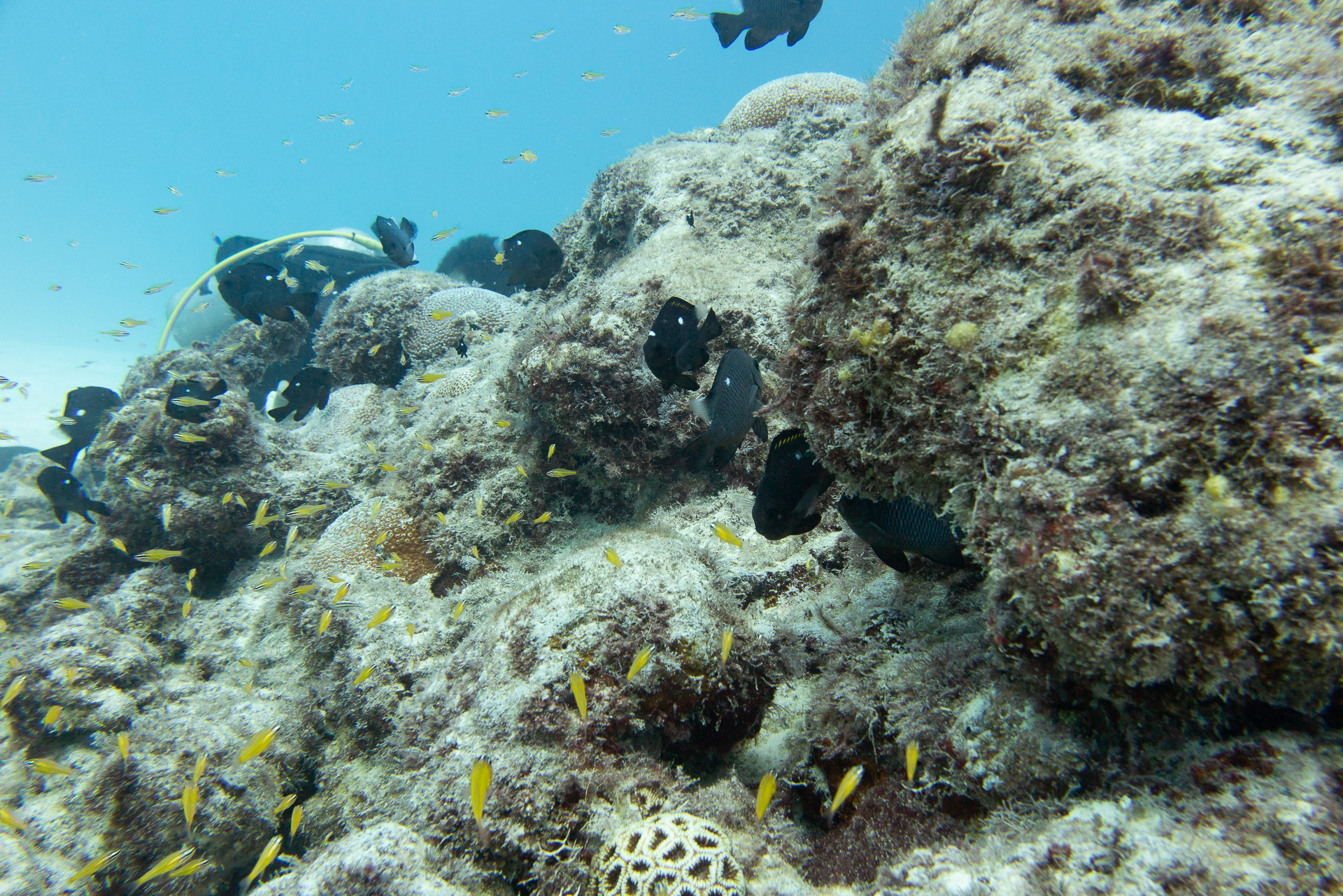 透明度の高い美しい海で南国の魚やカメたちがお出迎え。豊富な海洋生物、サンゴ礁に真っ白な砂地、沈船や大戦時の戦跡など、多種多様なダイビングポイントを楽しめる
