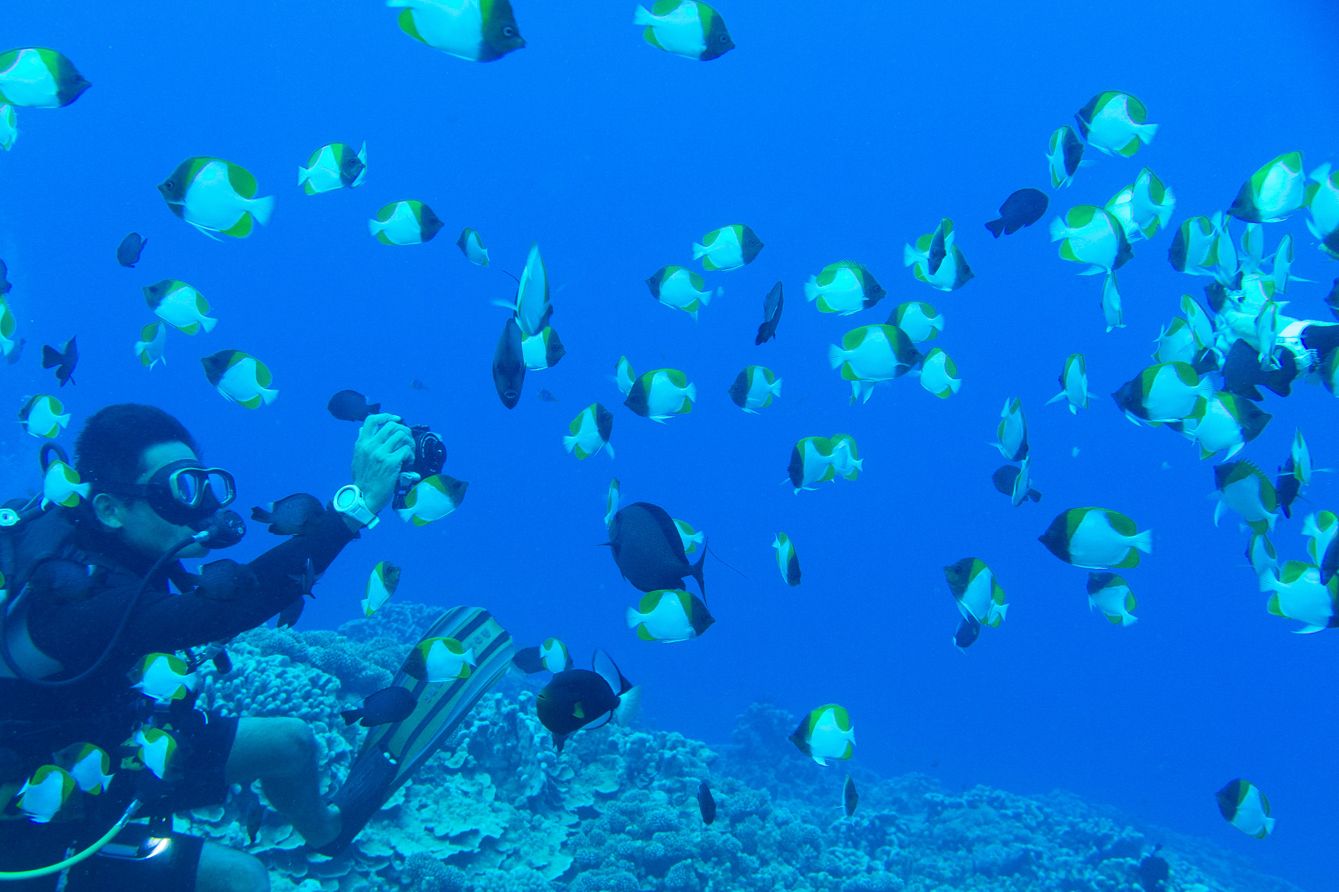透明度の高い美しい海で南国の魚やカメたちがお出迎え。豊富な海洋生物、サンゴ礁に真っ白な砂地、沈船や大戦時の戦跡など、多種多様なダイビングポイントを楽しめる