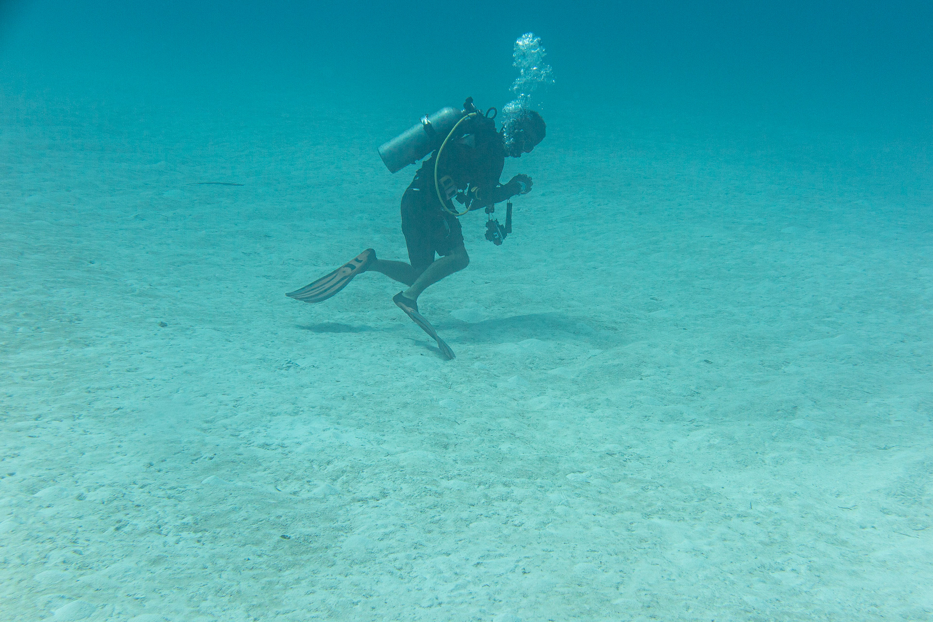 透明度の高い美しい海で南国の魚やカメたちがお出迎え。豊富な海洋生物、サンゴ礁に真っ白な砂地、沈船や大戦時の戦跡など、多種多様なダイビングポイントを楽しめる