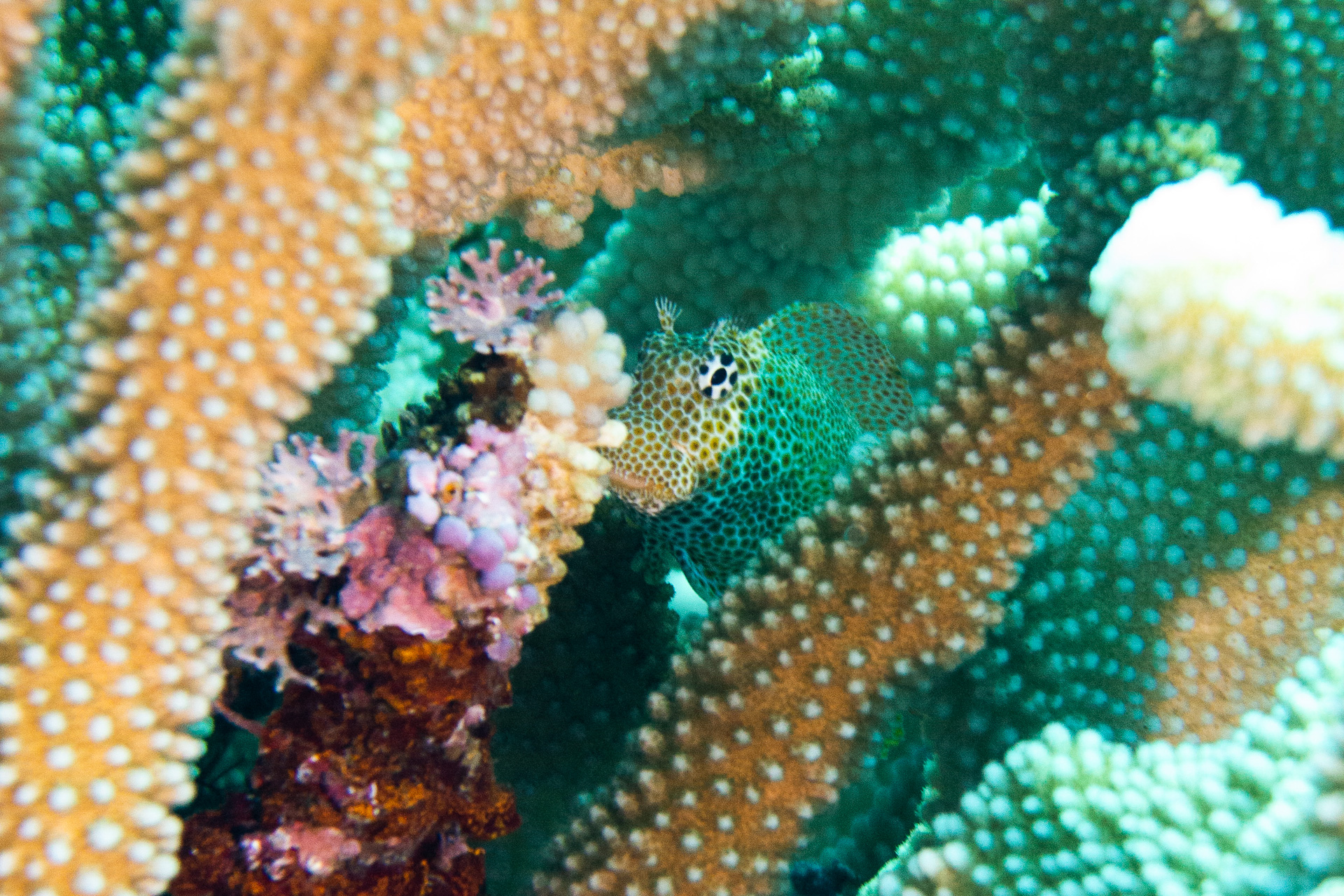 透明度の高い美しい海で南国の魚やカメたちがお出迎え。豊富な海洋生物、サンゴ礁に真っ白な砂地、沈船や大戦時の戦跡など、多種多様なダイビングポイントを楽しめる