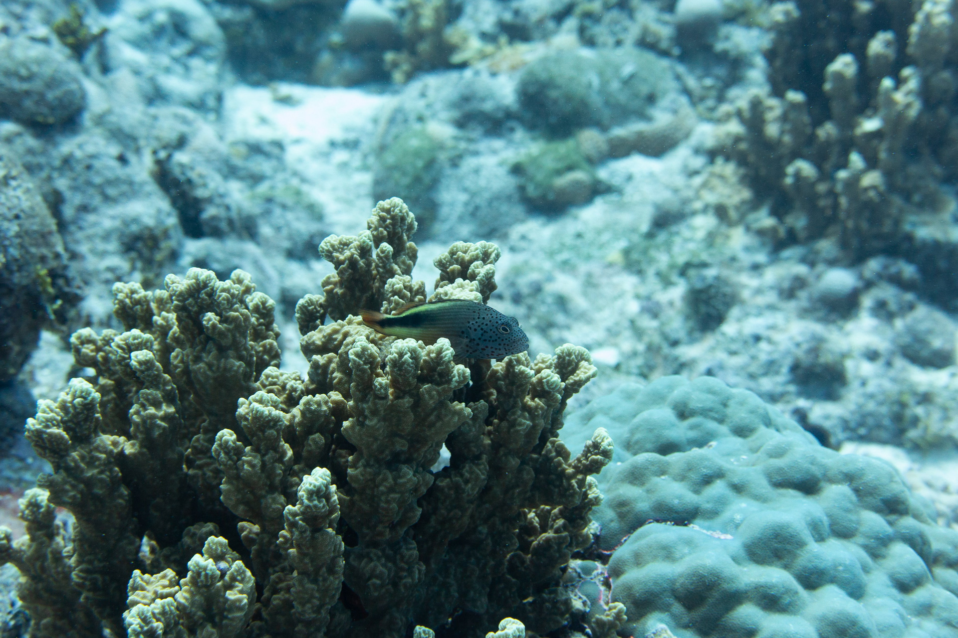 透明度の高い美しい海で南国の魚やカメたちがお出迎え。豊富な海洋生物、サンゴ礁に真っ白な砂地、沈船や大戦時の戦跡など、多種多様なダイビングポイントを楽しめる