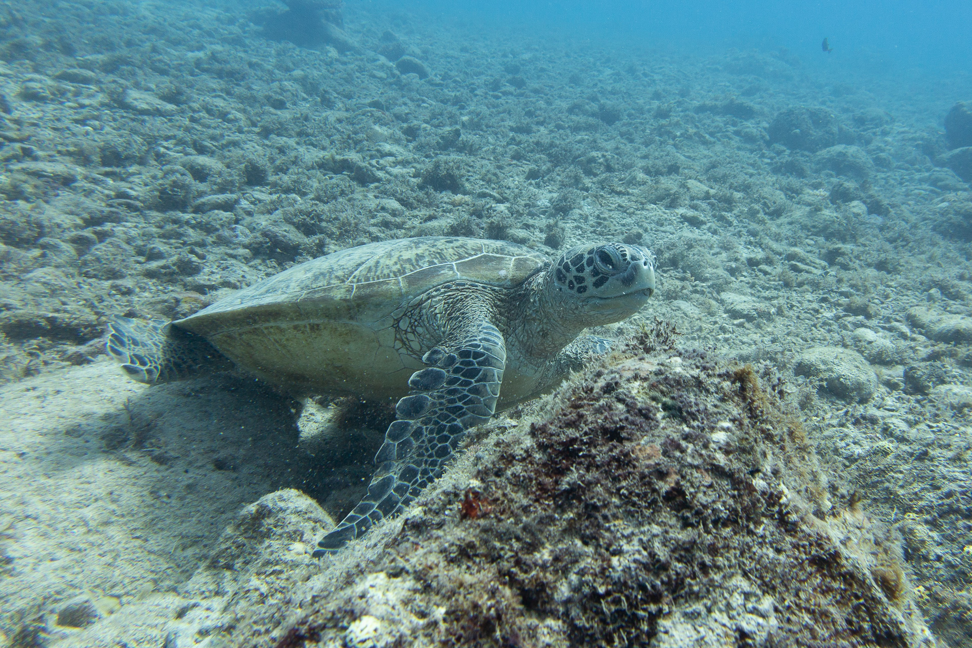 透明度の高い美しい海で南国の魚やカメたちがお出迎え。豊富な海洋生物、サンゴ礁に真っ白な砂地、沈船や大戦時の戦跡など、多種多様なダイビングポイントを楽しめる