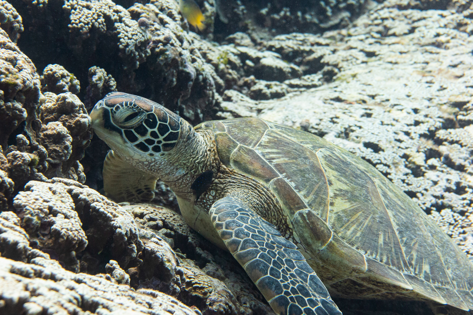 透明度の高い美しい海で南国の魚やカメたちがお出迎え。豊富な海洋生物、サンゴ礁に真っ白な砂地、沈船や大戦時の戦跡など、多種多様なダイビングポイントを楽しめる