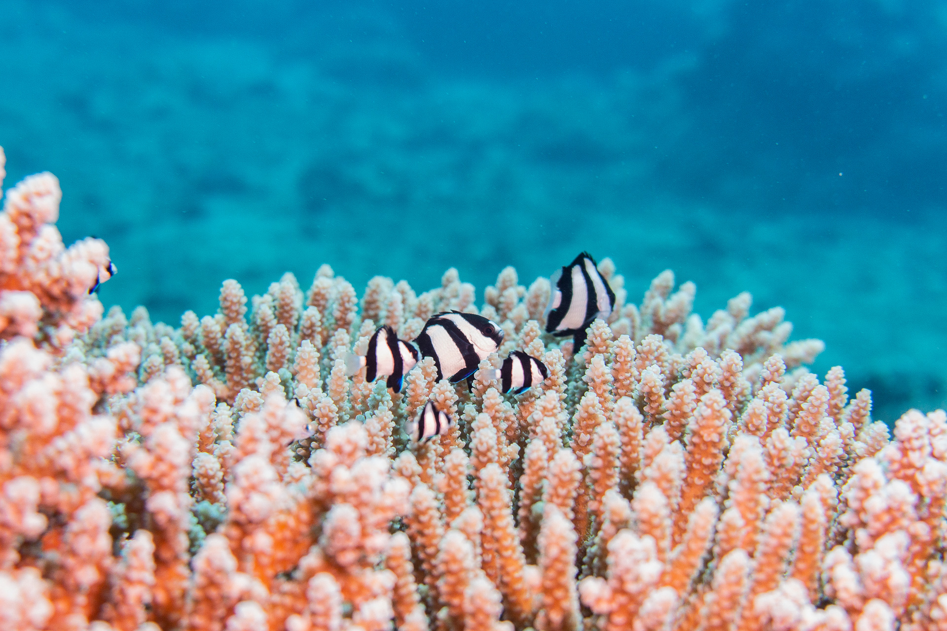 透明度の高い美しい海で南国の魚やカメたちがお出迎え。豊富な海洋生物、サンゴ礁に真っ白な砂地、沈船や大戦時の戦跡など、多種多様なダイビングポイントを楽しめる