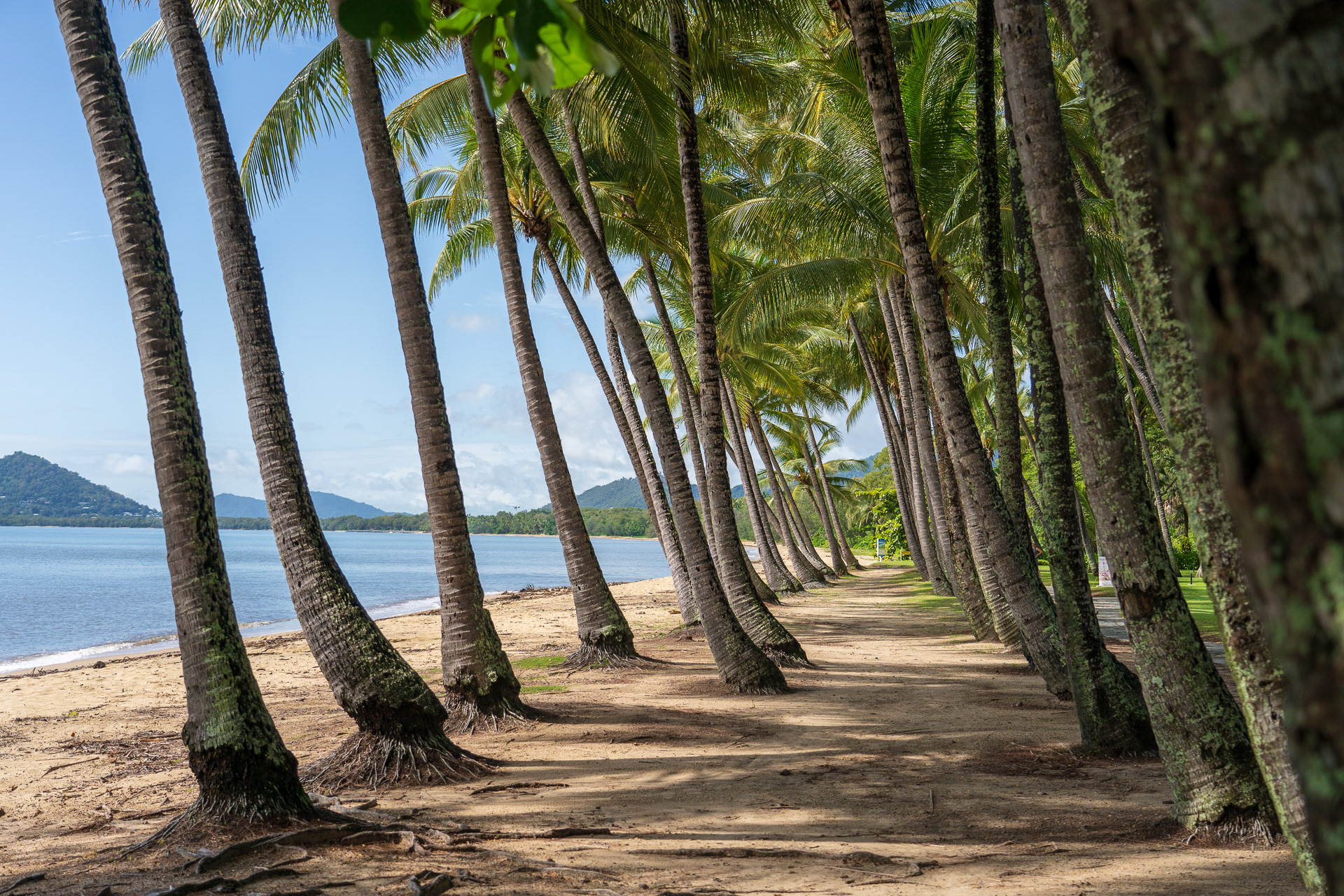 恐竜っぽく見えるヤシの木