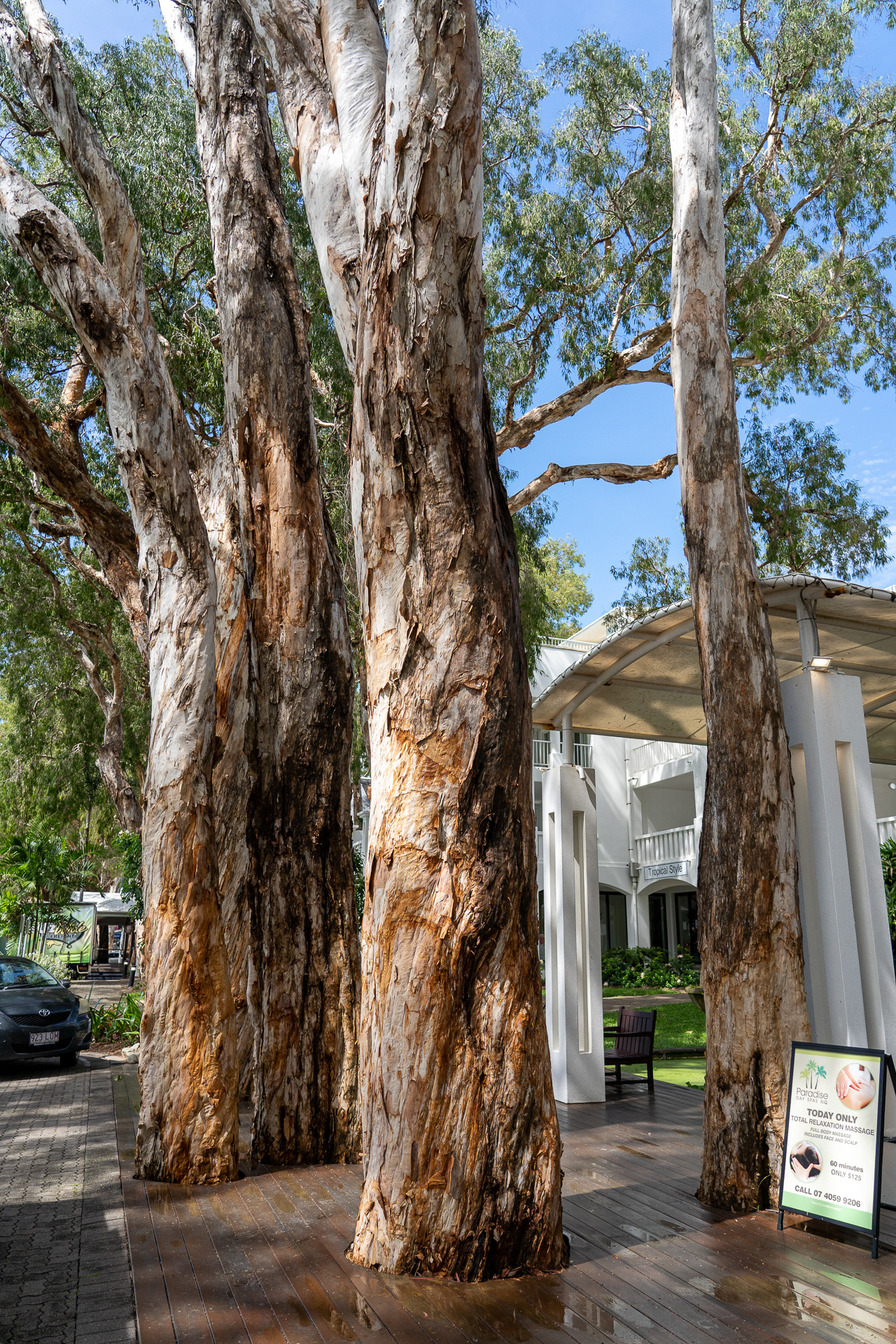 木がとても印象的だったパームコーブ。建物のなかをど～んと貫いていたりするのですが、切らずに共存しているのです