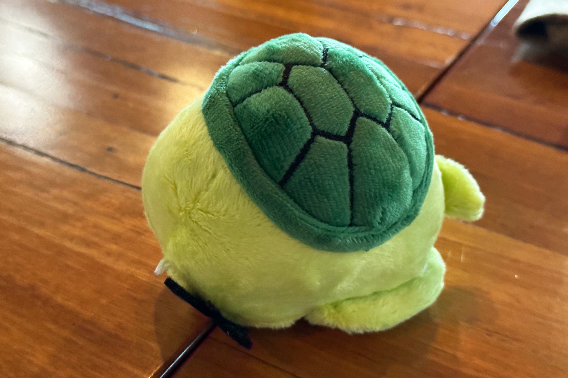 頭についているユリシス・バタフライは“幸せの青い蝶”