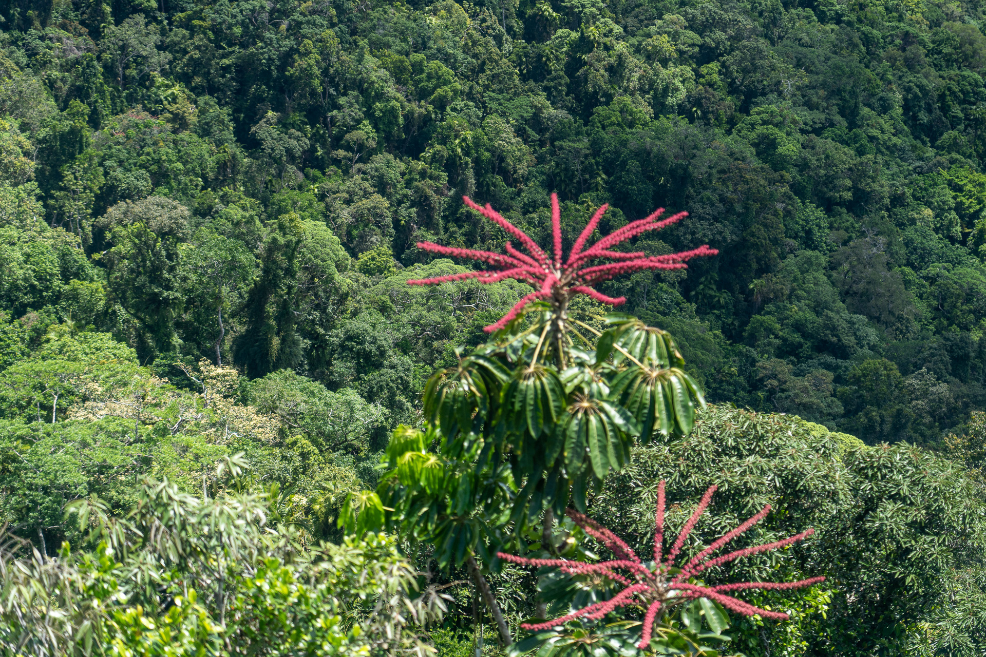 対照物がないので分かりづらいですが、この赤い植物かなり大きいのです
