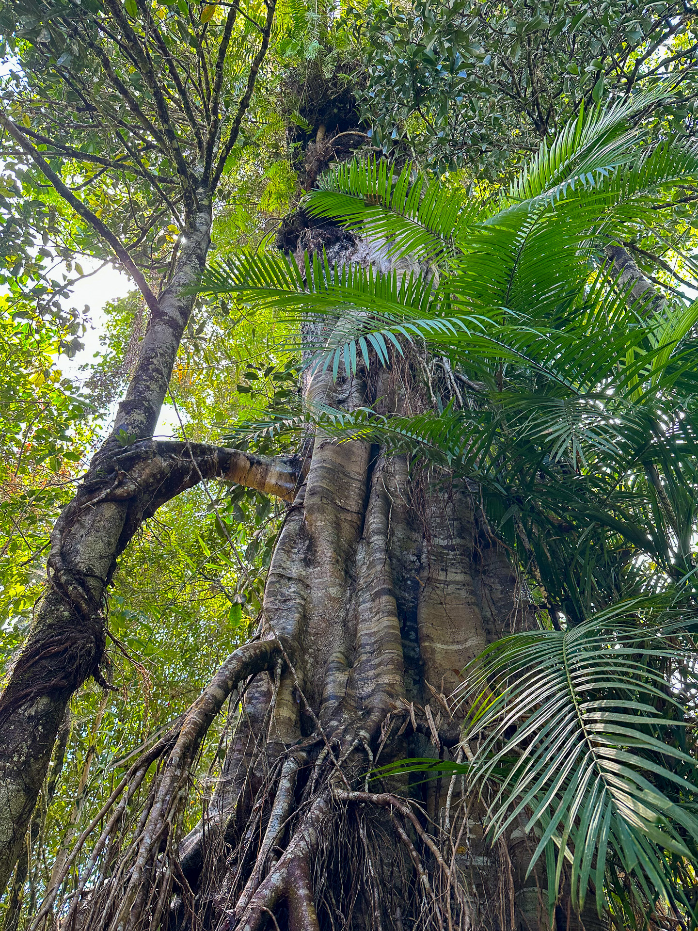 シメコロシノイチジク