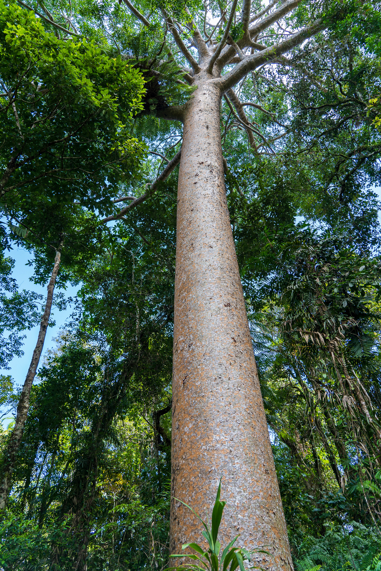 樹齢400年の“キング オブ ジャングル”と呼ばれているカウリの木