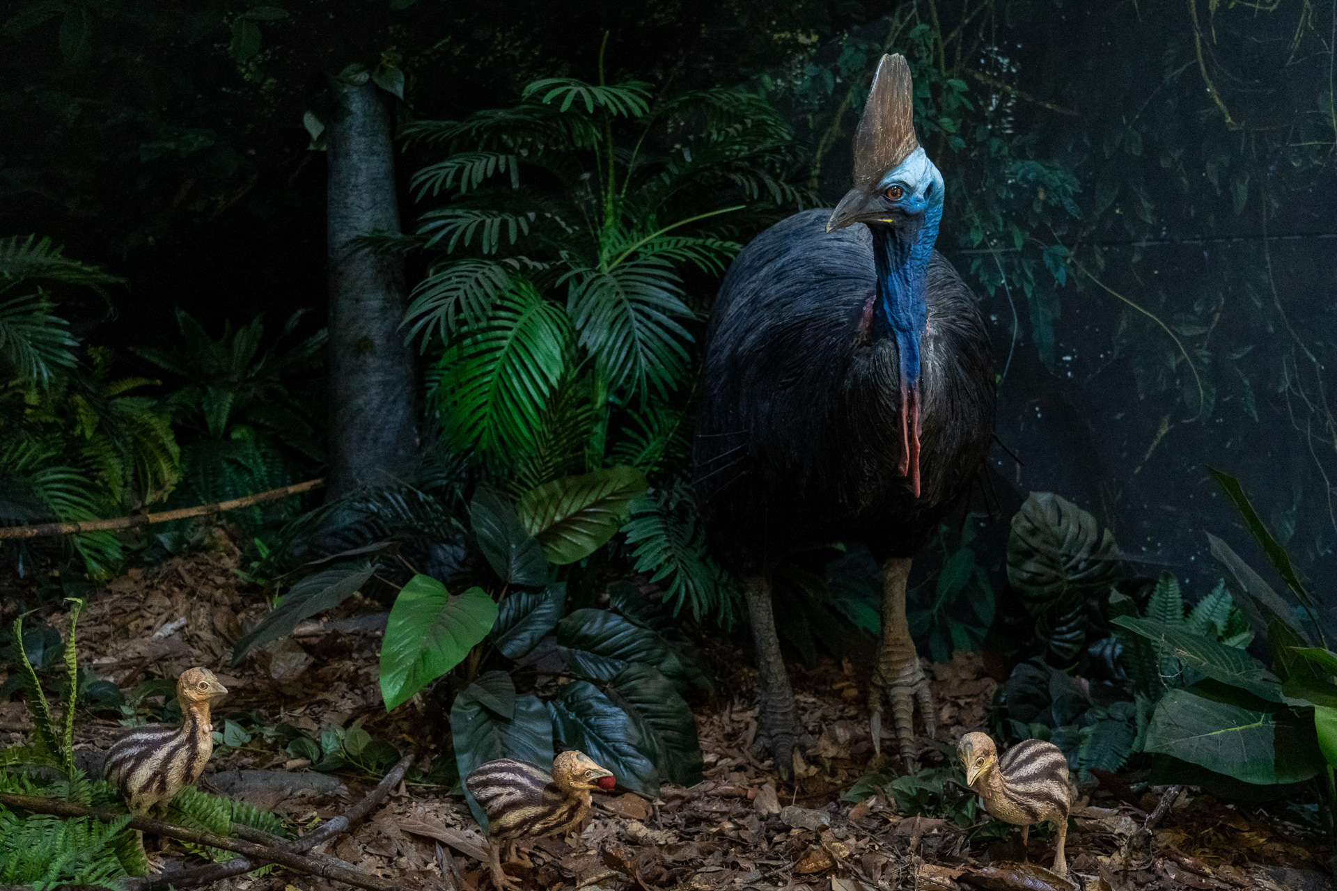 展示してあったヒクイドリと雛の剥製。姿かたちはエミューやダチョウっぽい