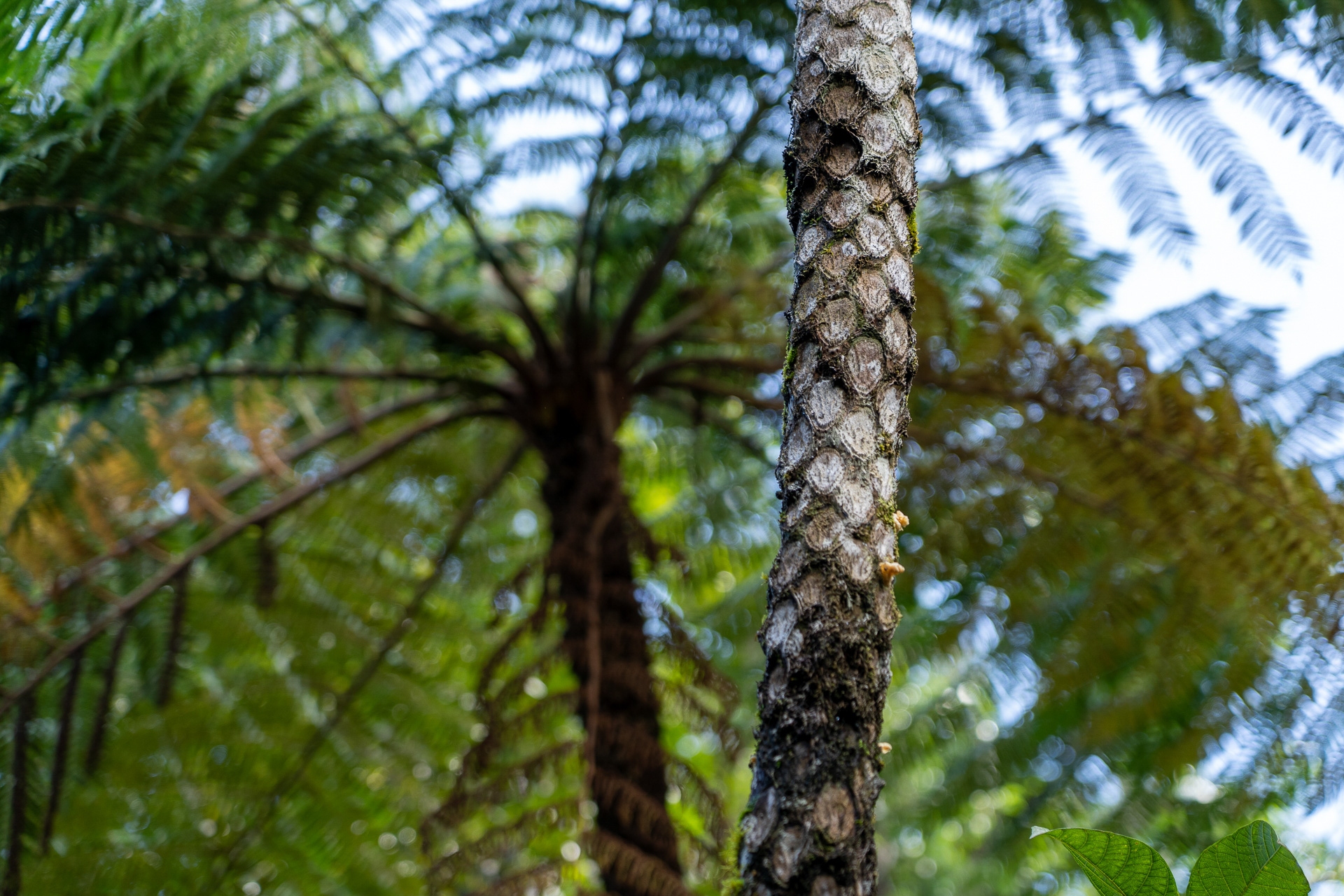 植物も恐竜の時代っぽい