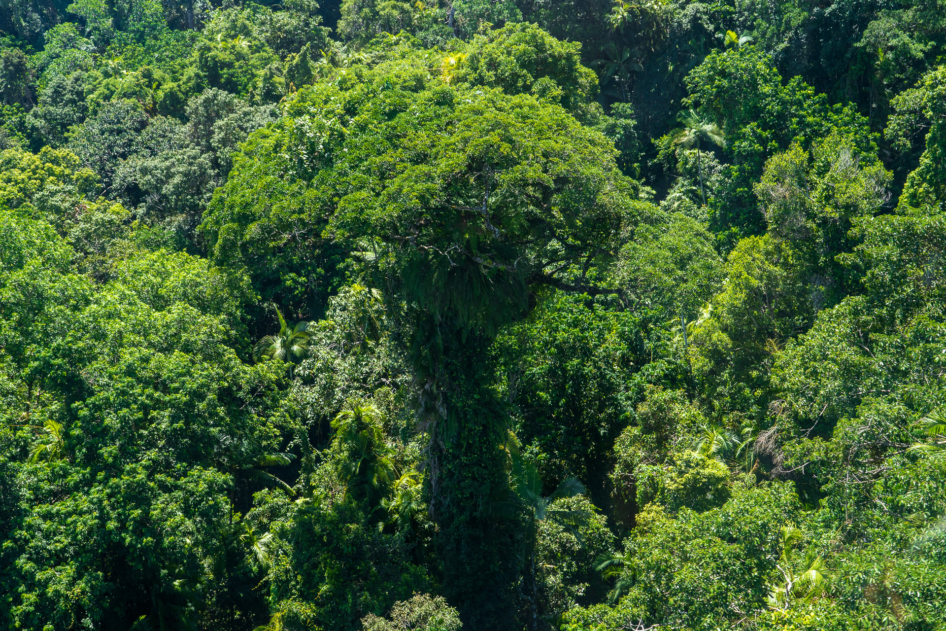 アバターの木？でも本当に映画に出てくるパンドラのような場所でした