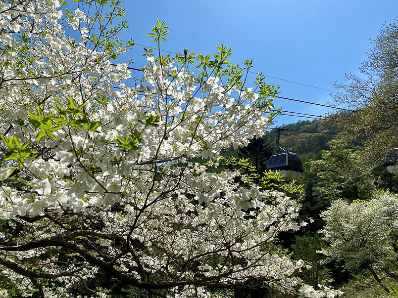 5月9日現在の開花状況