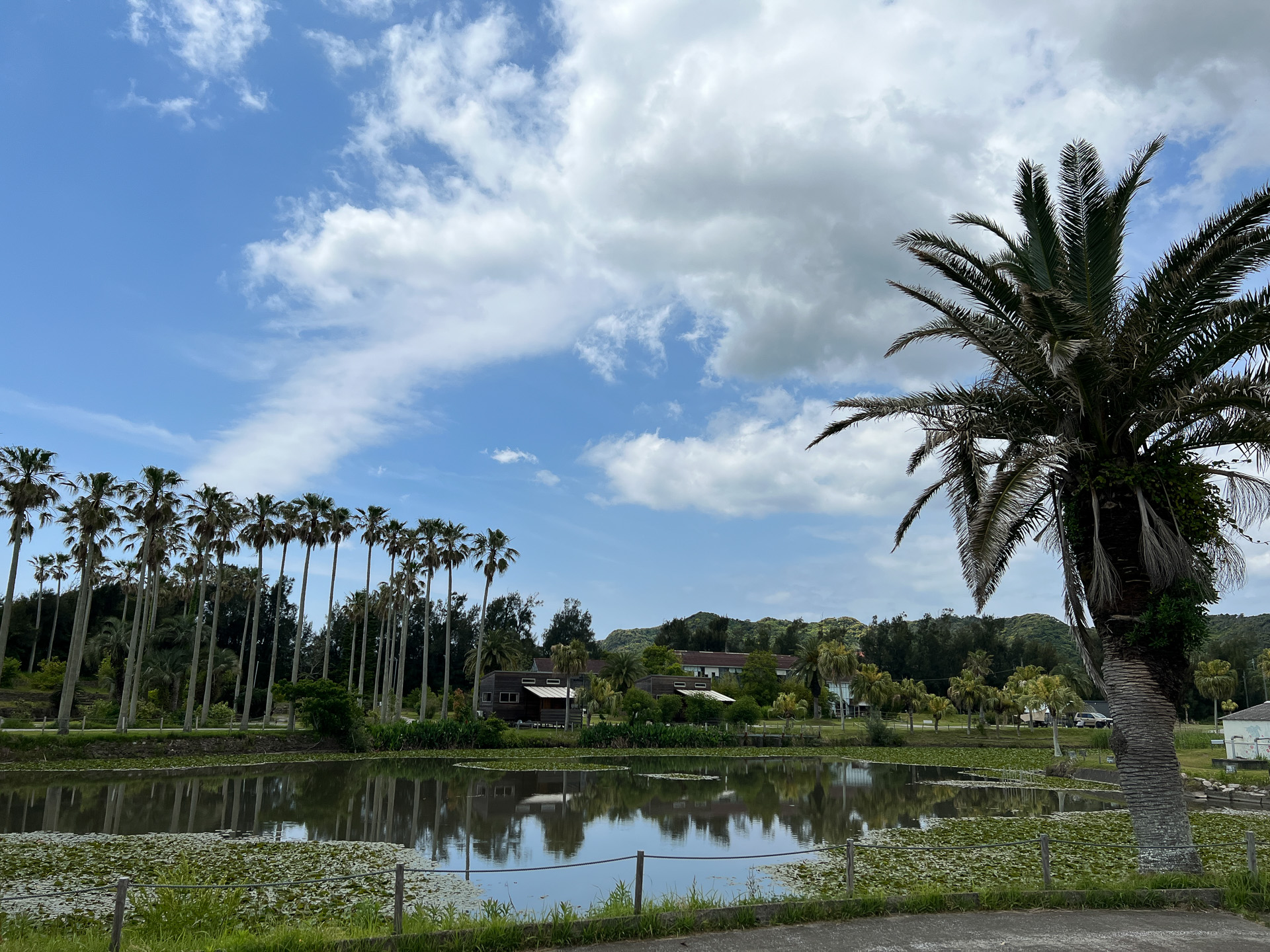 南国ムードと整えられた土地でキャンプというか別荘に来たような景色