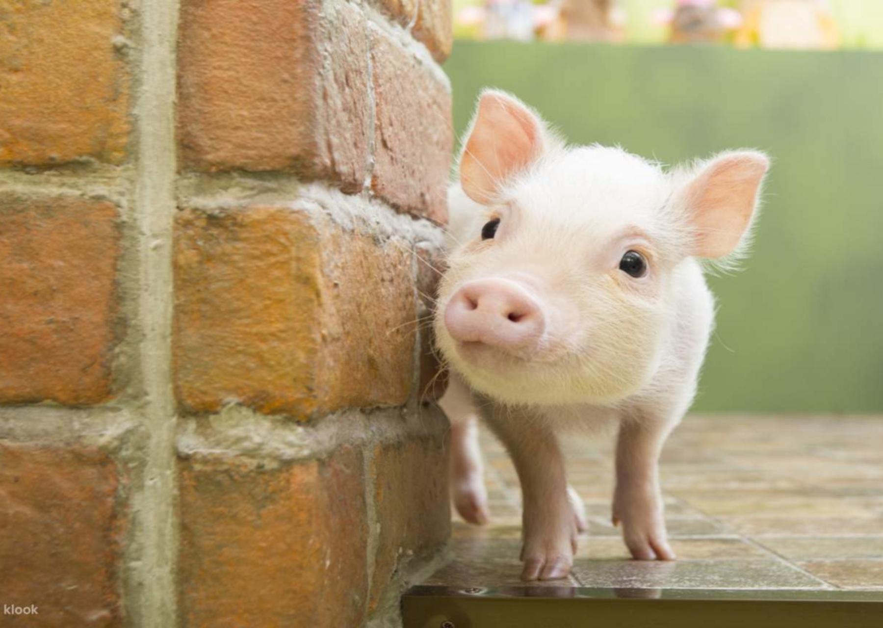 渋谷区神宮前にある「マイクロブタとふれあうカフェ mipig」