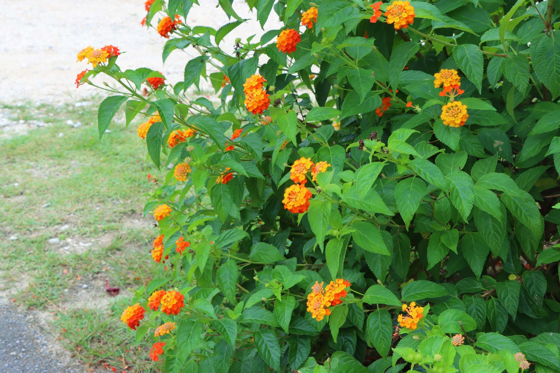 リゾナーレ小浜島からビーチまでの道中には沖縄らしい花々がたくさん