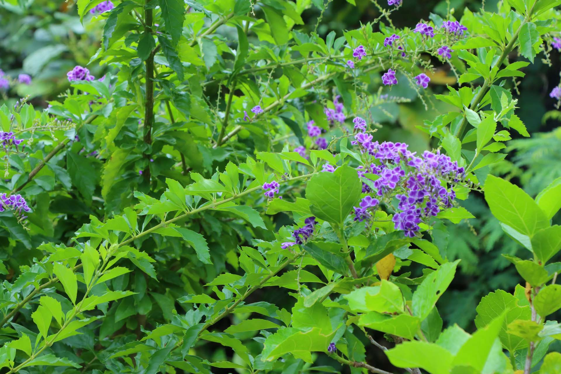 リゾナーレ小浜島からビーチまでの道中には沖縄らしい花々がたくさん