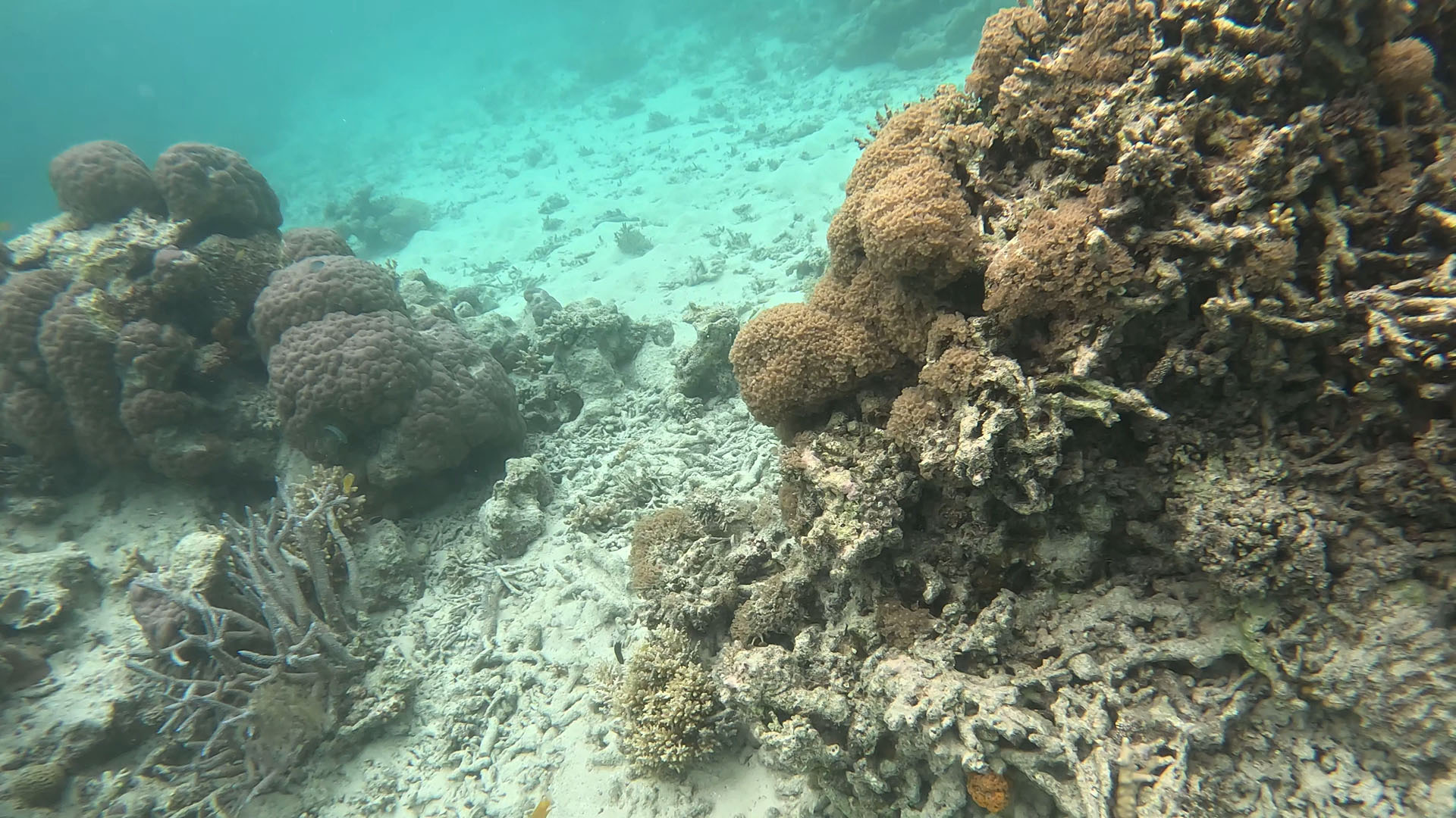 いざ海の中へ。潜ると珊瑚がすぐそこに