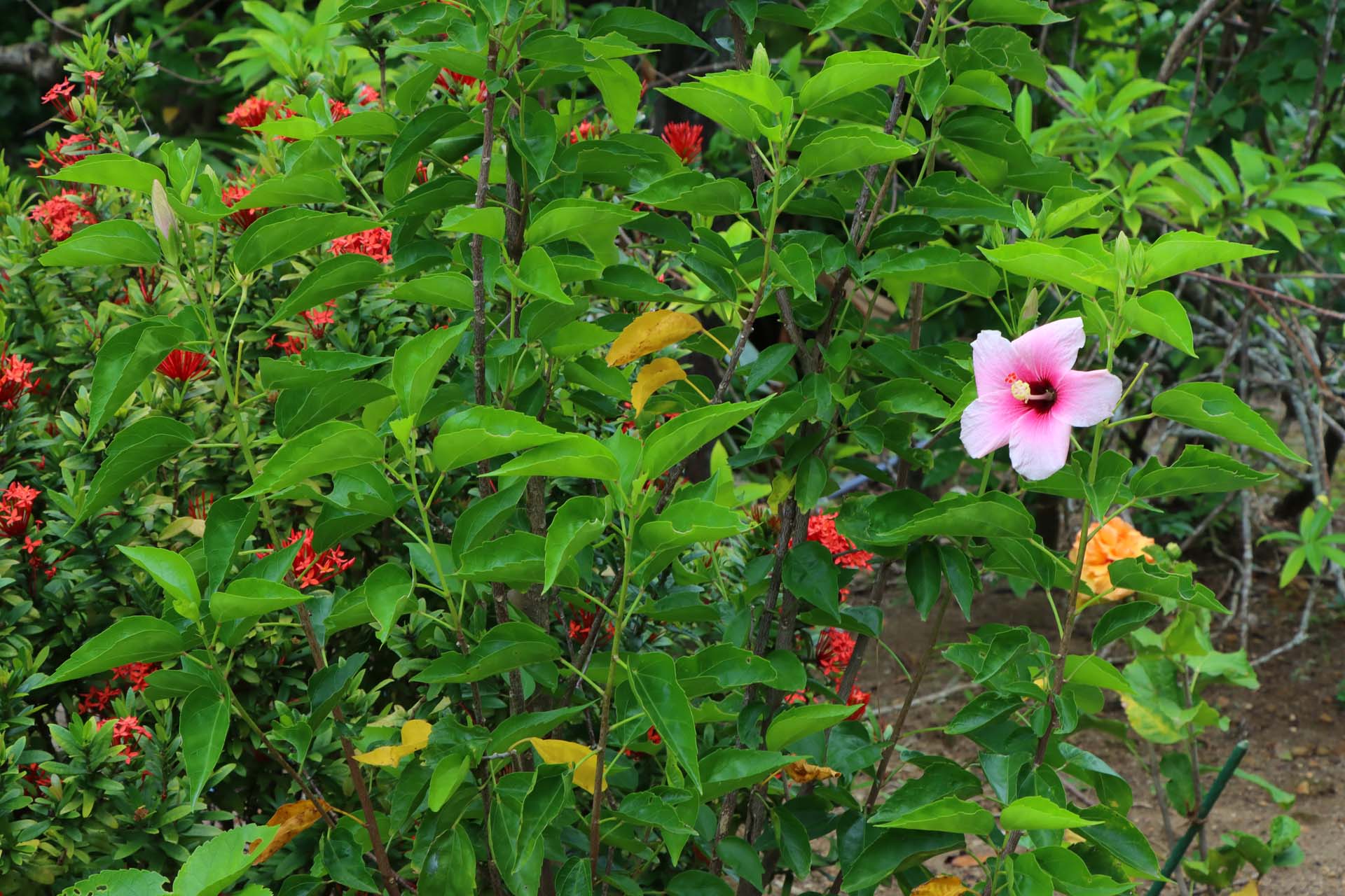 リゾナーレ小浜島からビーチまでの道中には沖縄らしい花々がたくさん