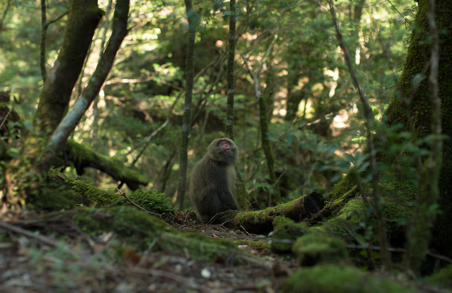 苔むす森の白谷雲水狭でトレッキングツアーなど、世界遺産の大自然に触れられる