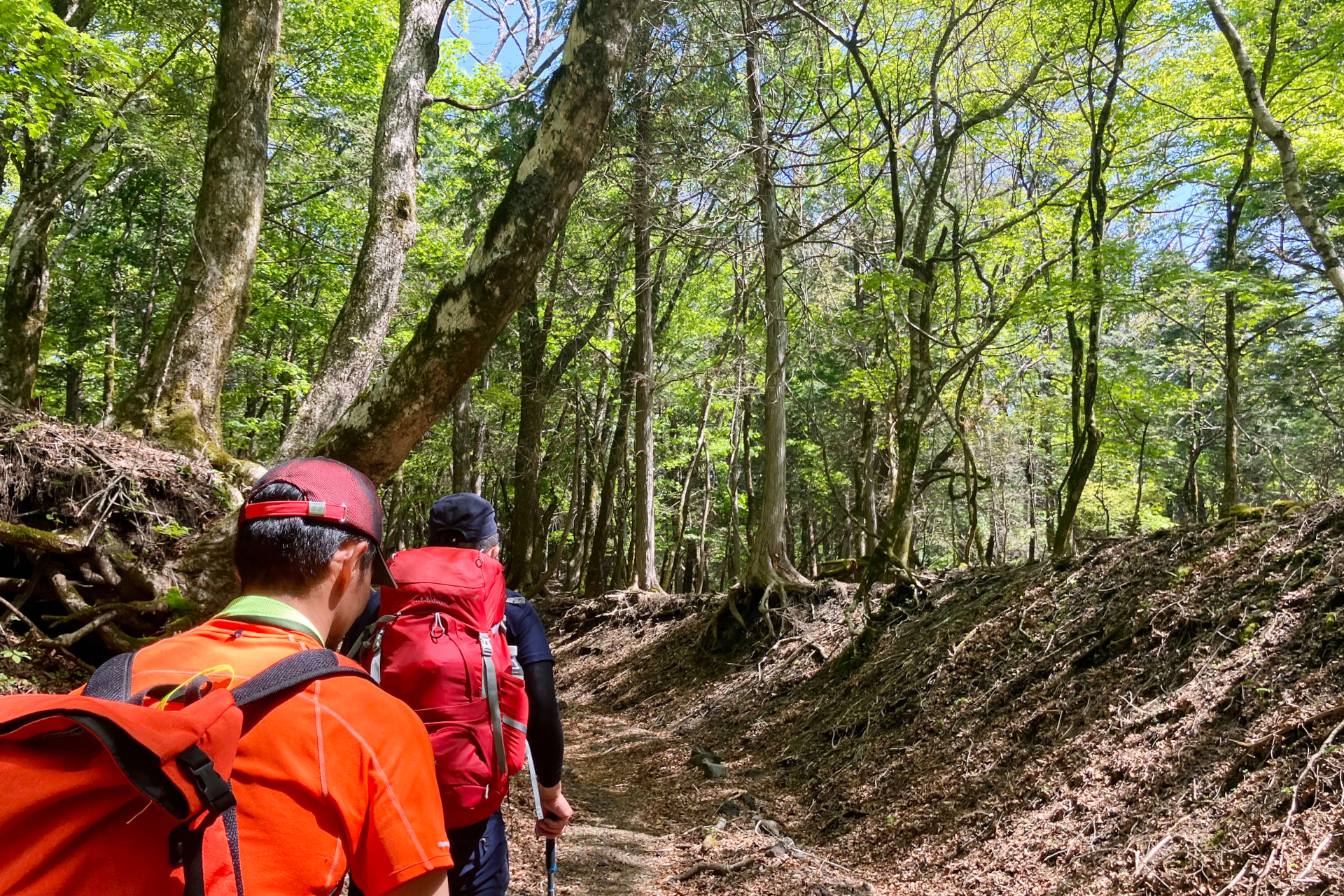 緑あふれる登山道を歩く「富士山モーニング／サンライズハイク」（約5時間）。1人1万5000円で通年催行