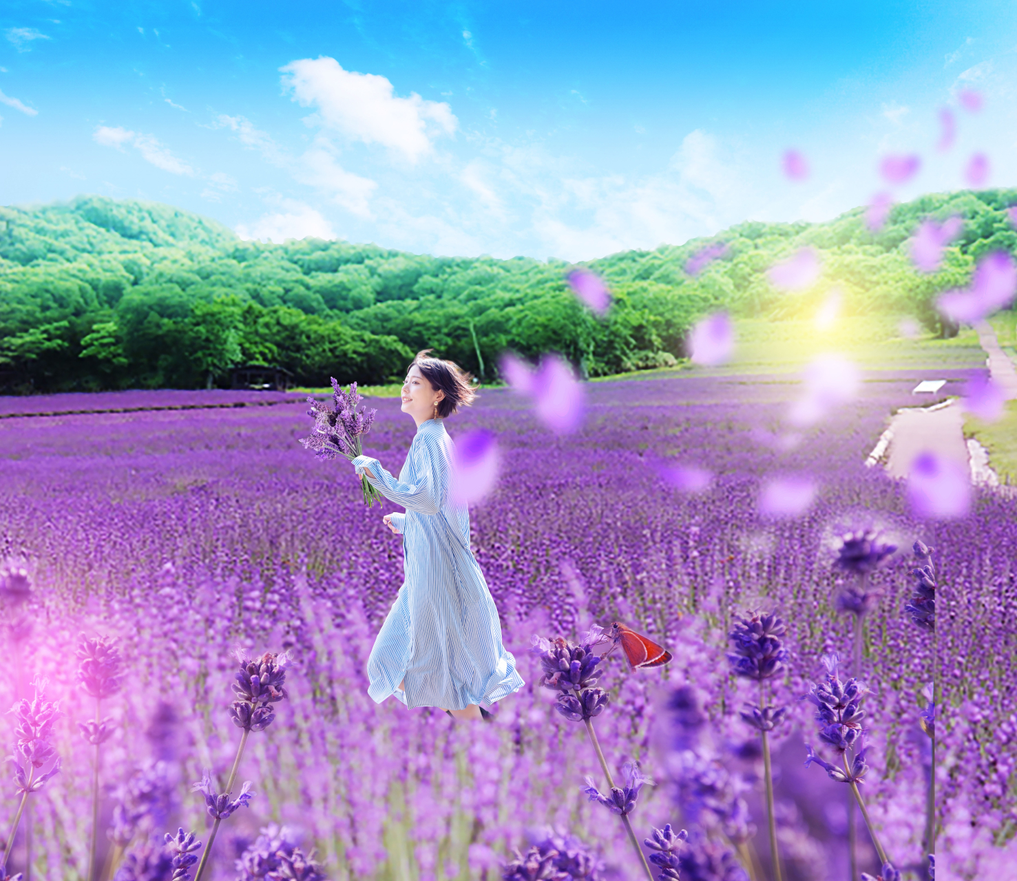 たんばらラベンダーパークは7月1日に本年度の営業を開始する