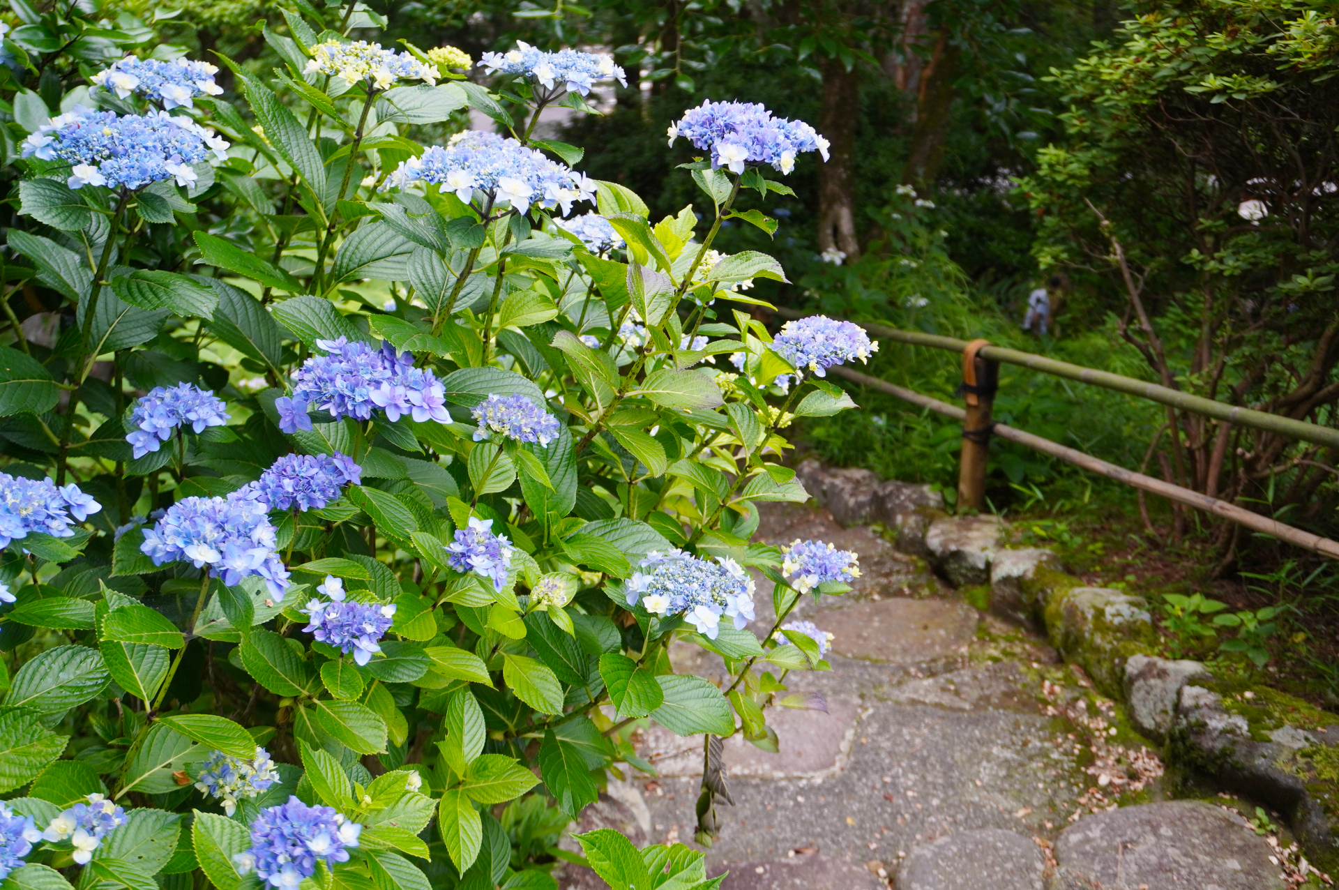 別邸は夏のアジサイが咲き誇る散策路を進んだ先に