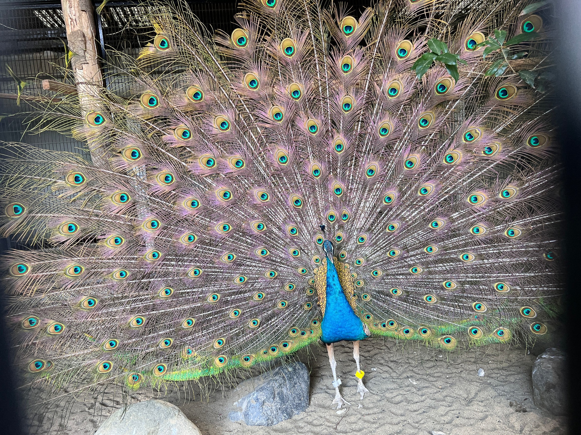 羽根を広げたインドクジャク（羽根を広げるのは基本的に繁殖期の3月〜6月の間）