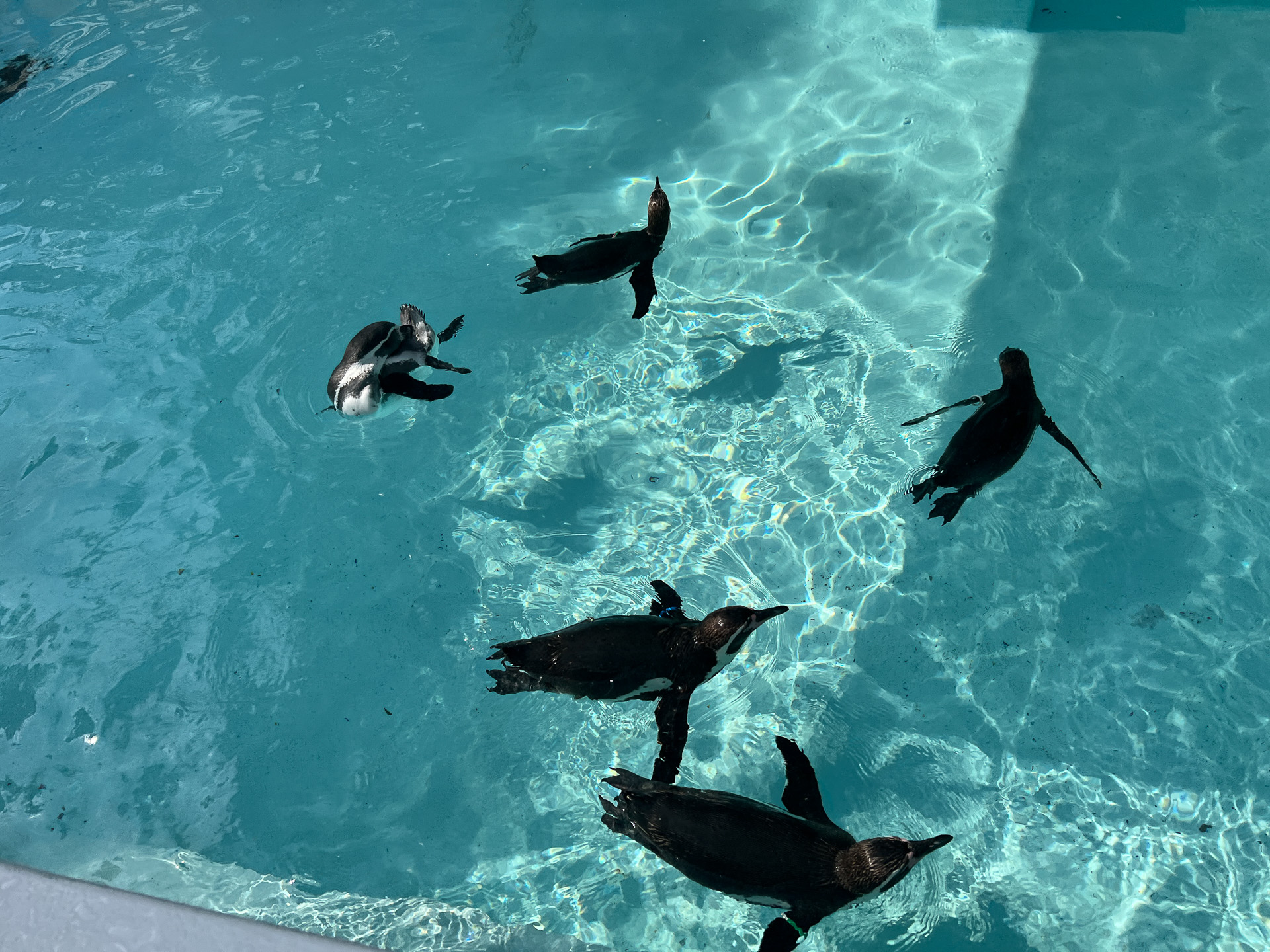 涼しげに泳ぐフンボルトペンギン