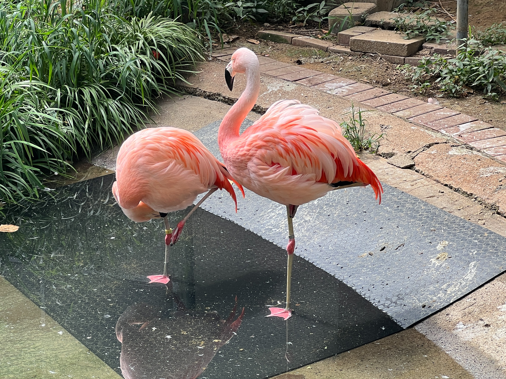 美しいチリーフラミンゴ