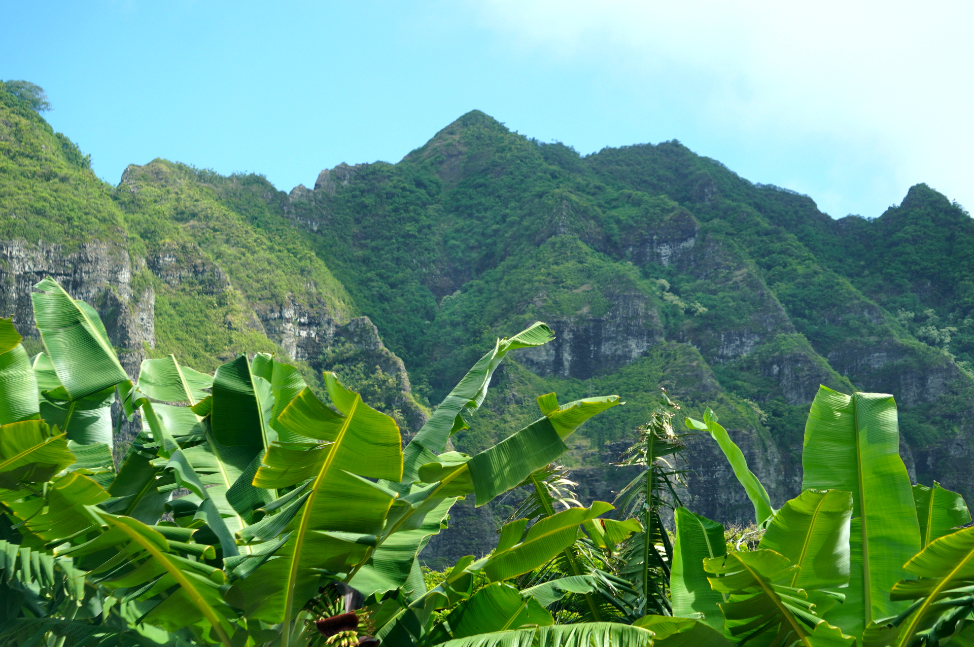 オアフ島北東に位置する4000エーカーの広大な農牧場。乗馬やジャングル探検、タロイモ畑の農業体験、映画ロケ地ツアーなど、さまざまなアクティビティを展開