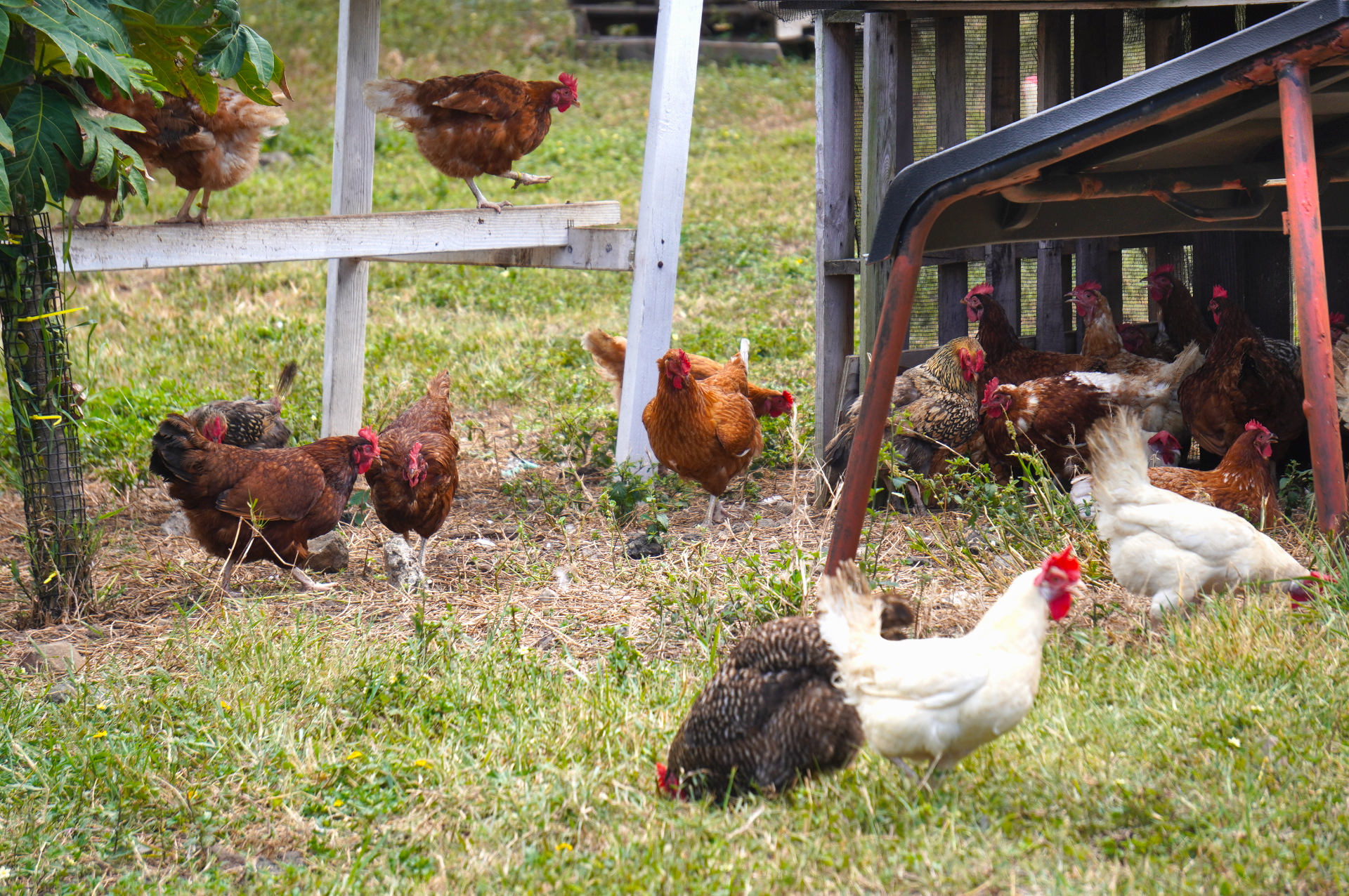 オアフ島北東に位置する4000エーカーの広大な農牧場。乗馬やジャングル探検、タロイモ畑の農業体験、映画ロケ地ツアーなど、さまざまなアクティビティを展開