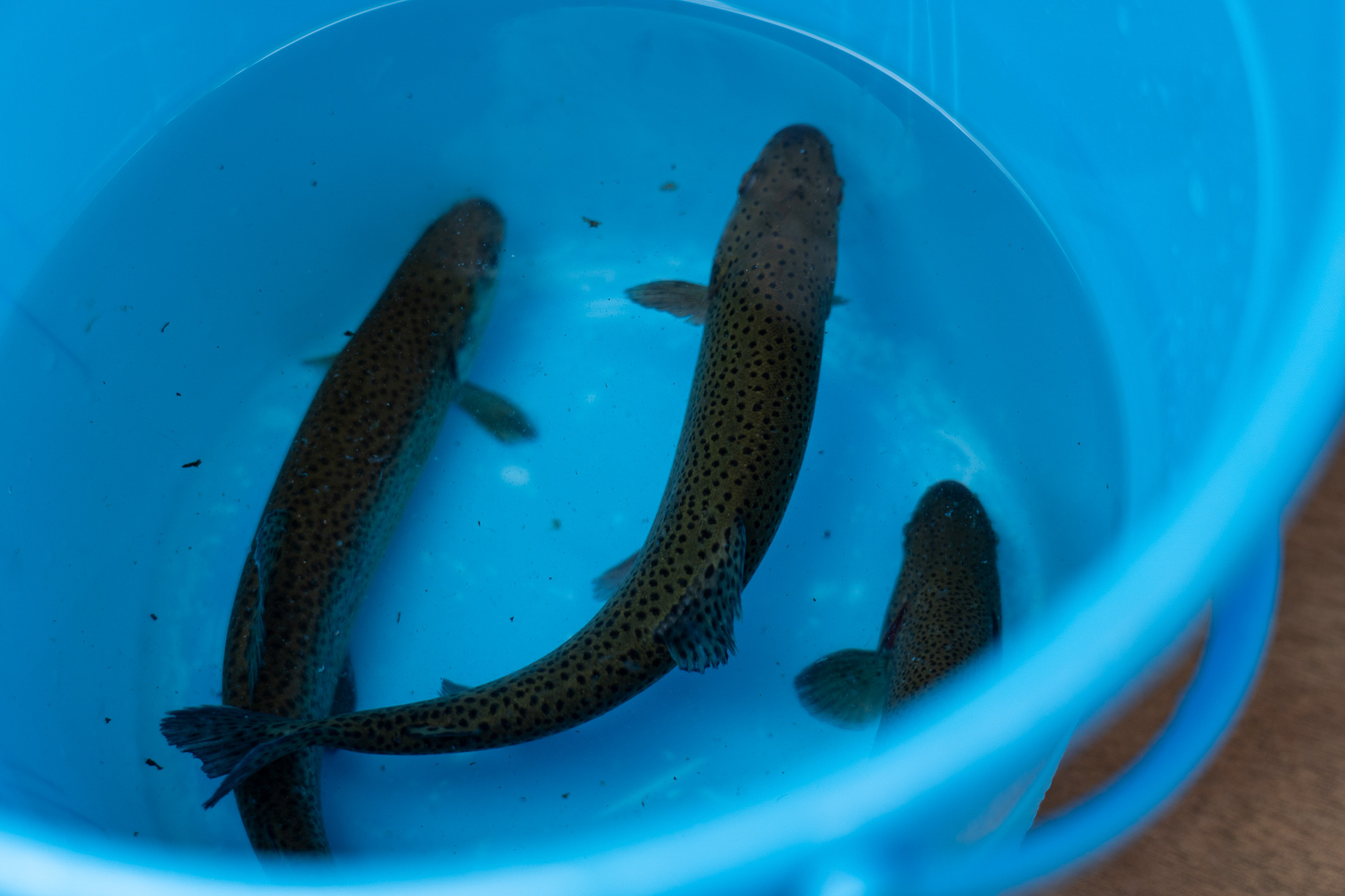 結構大きいのが釣れました