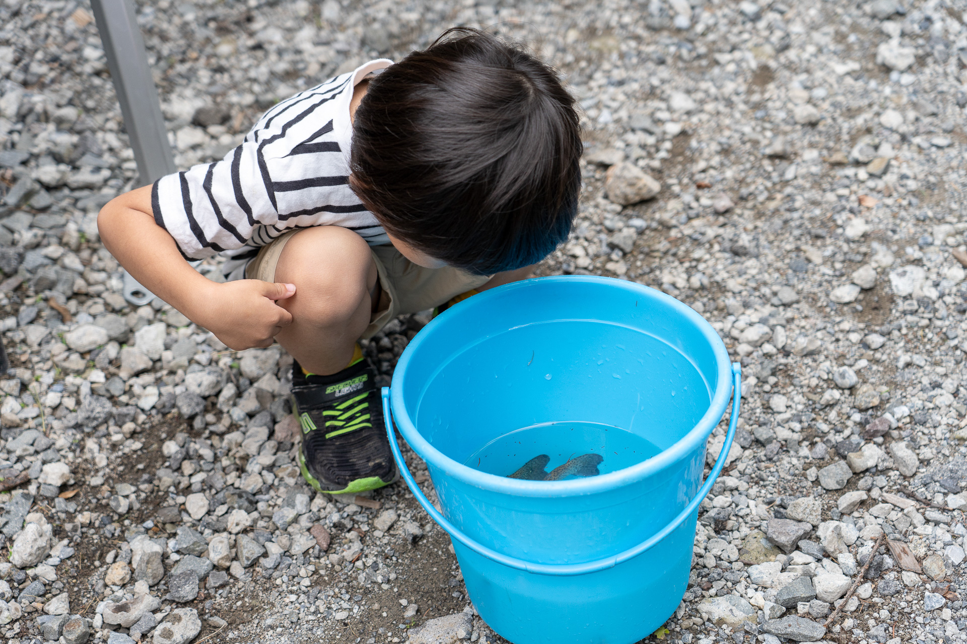 魚に興味津々のチビっ子