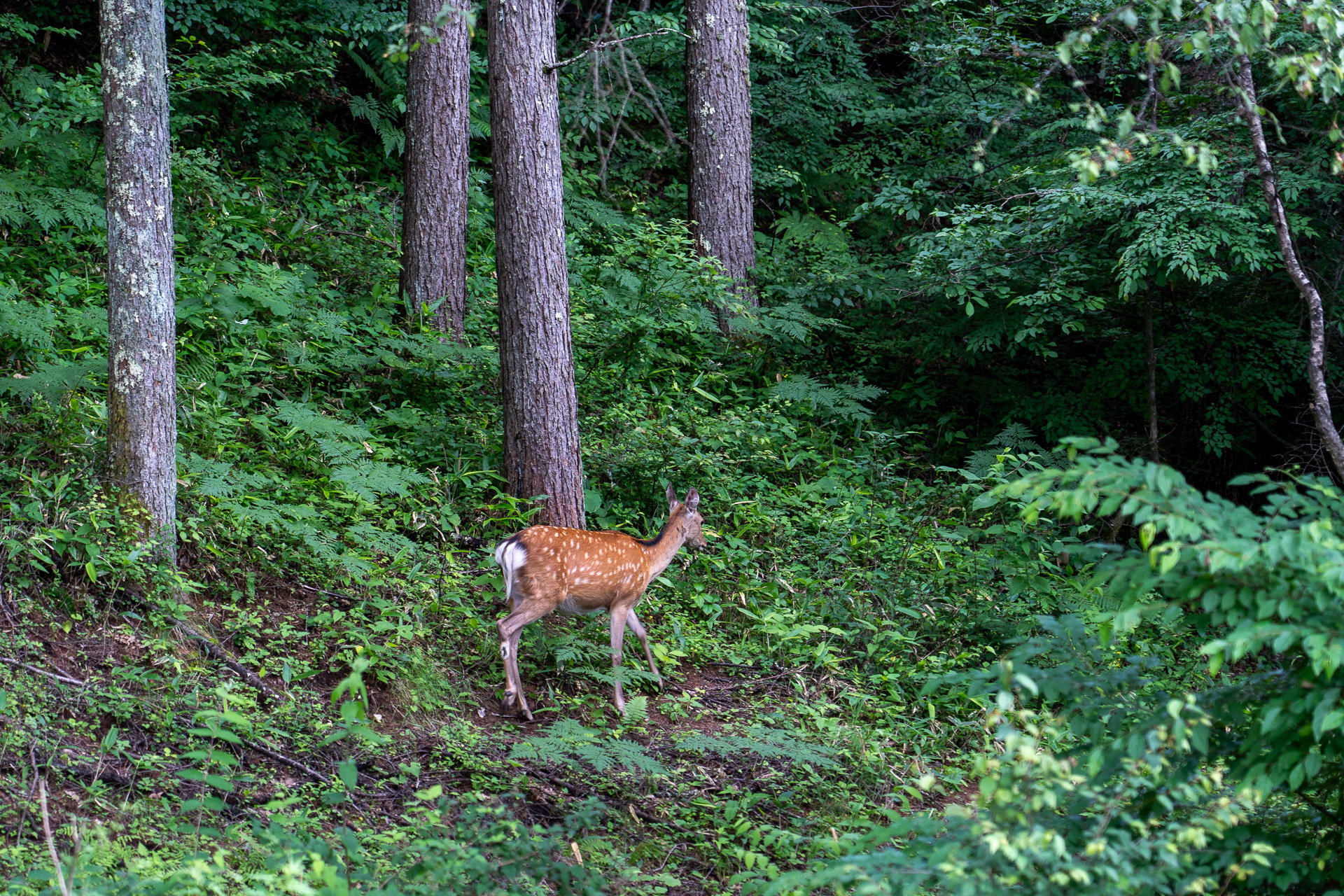 グラマラスダイニングの入り口で鹿を発見。タウン内ではよく見かける光景なのだとか