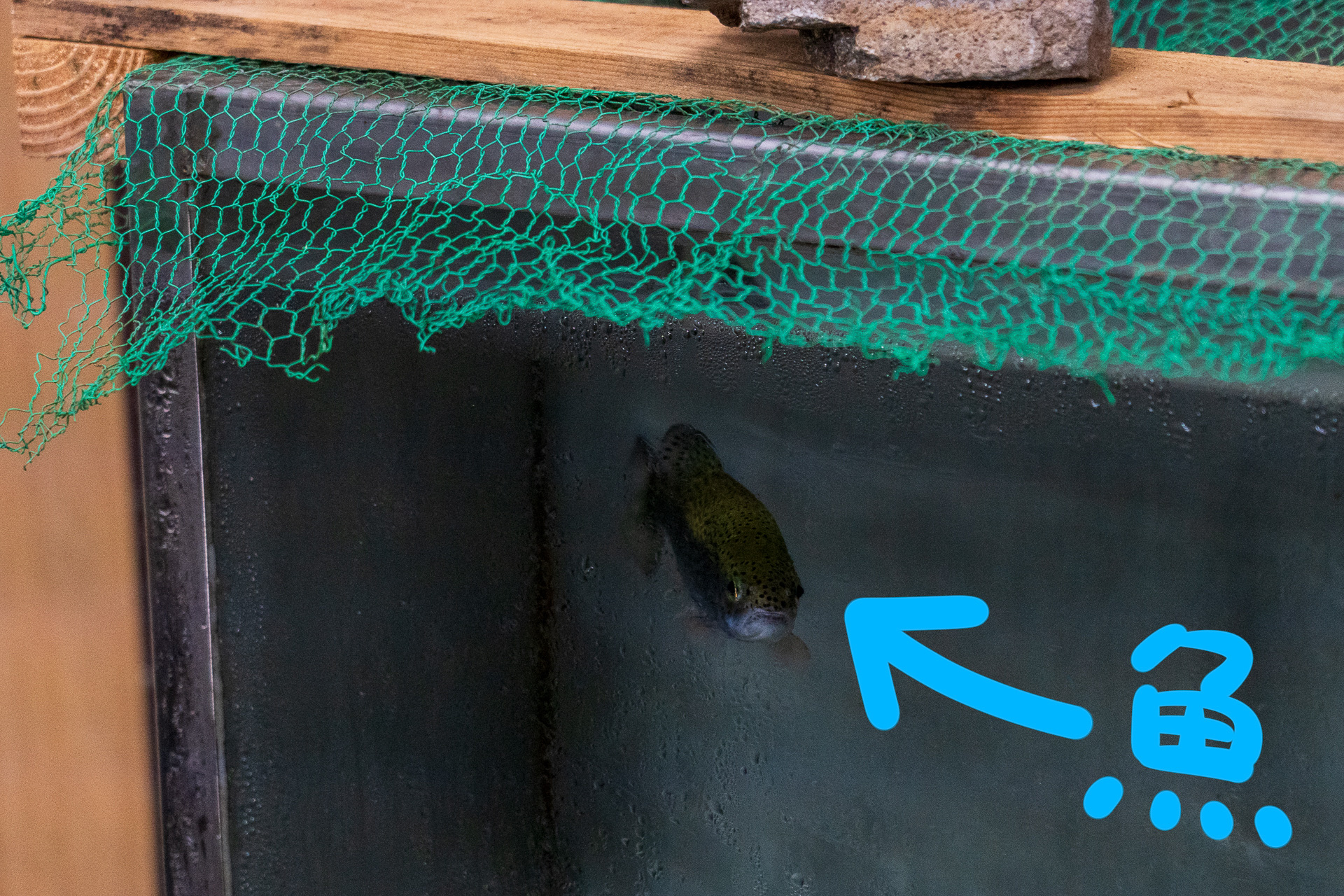 水質管理は水槽に入れた魚でも。元気に泳いでいました